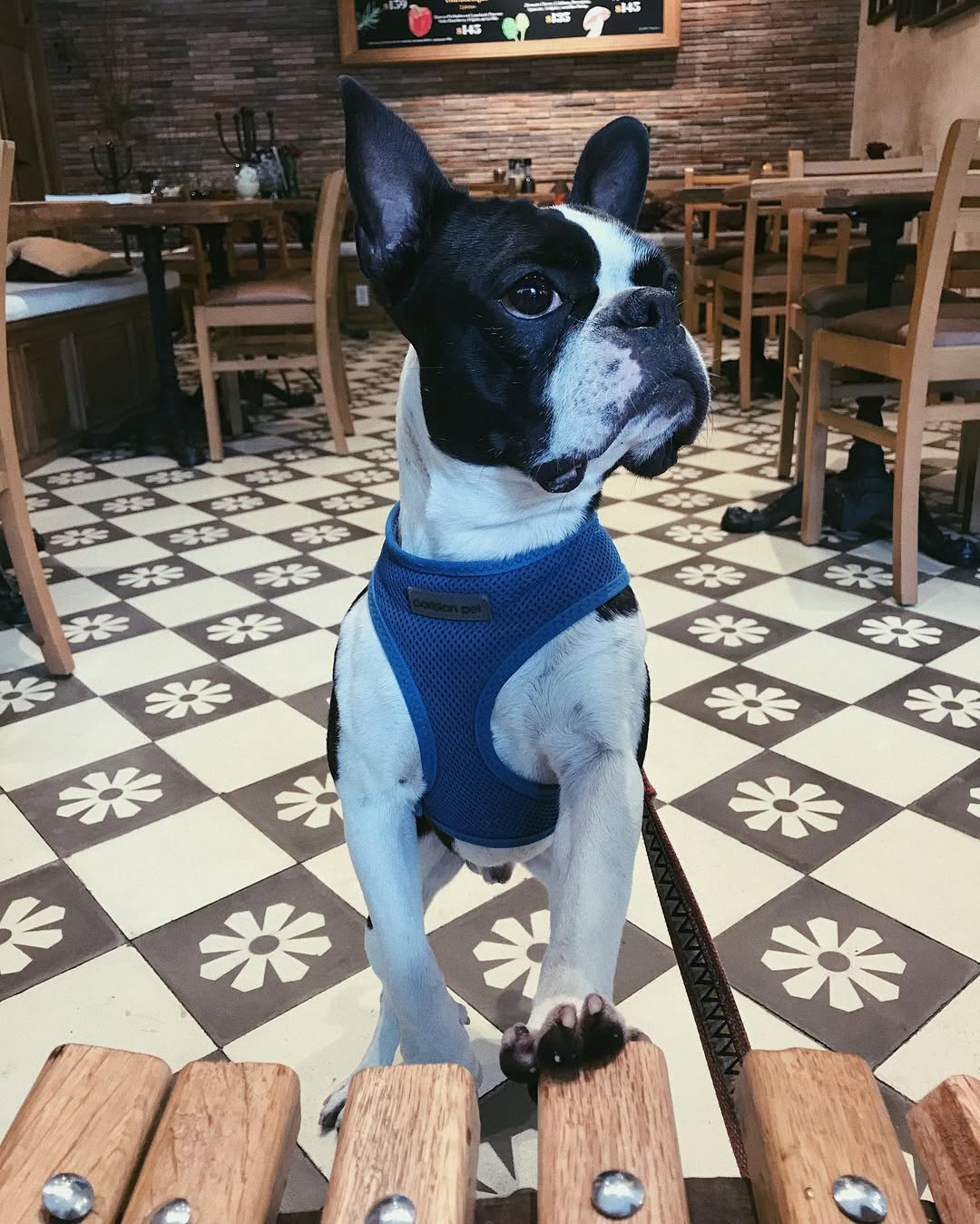 Parisian Pet Freedom Harness for Dogs & Cats  Comfortable and Durable Neon Blue Pet Harness