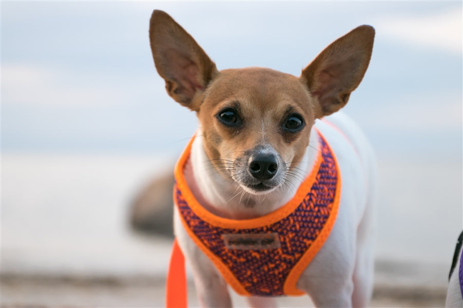 Parisian Pet Sport Net Harness-Orange & Blue