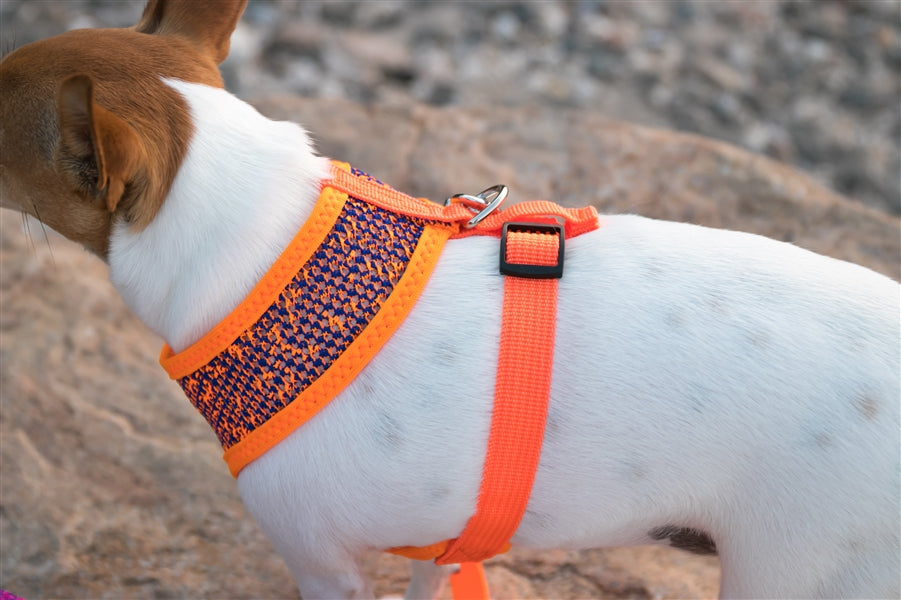 Parisian Pet Sport Net Harness for Dogs & Cats  Comfortable & Adjustable Mesh Harness, Orange & Blue