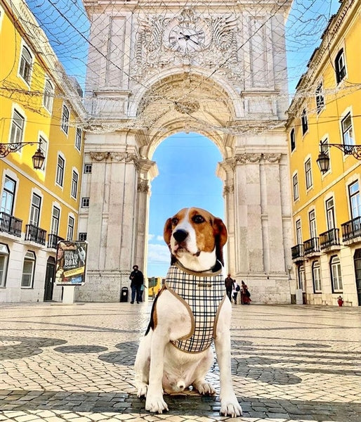 Parisian Pet Freedom Harness Khaki Plaid for Dogs & Cats  Comfortable and Adjustable Dog Harness, Stylish Khaki Plaid Design