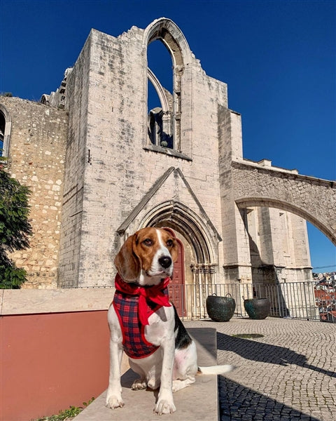 Parisian Pet Freedom Harness Scottish-Red & Blue
