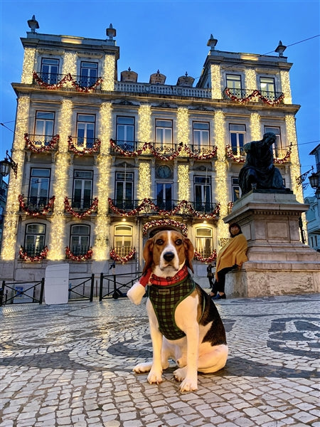 Parisian Pet Freedom Harness Scottish for Dogs & Cats  Comfortable Adjustable Plaid Dog Harness, Durable Design, Green & Blue