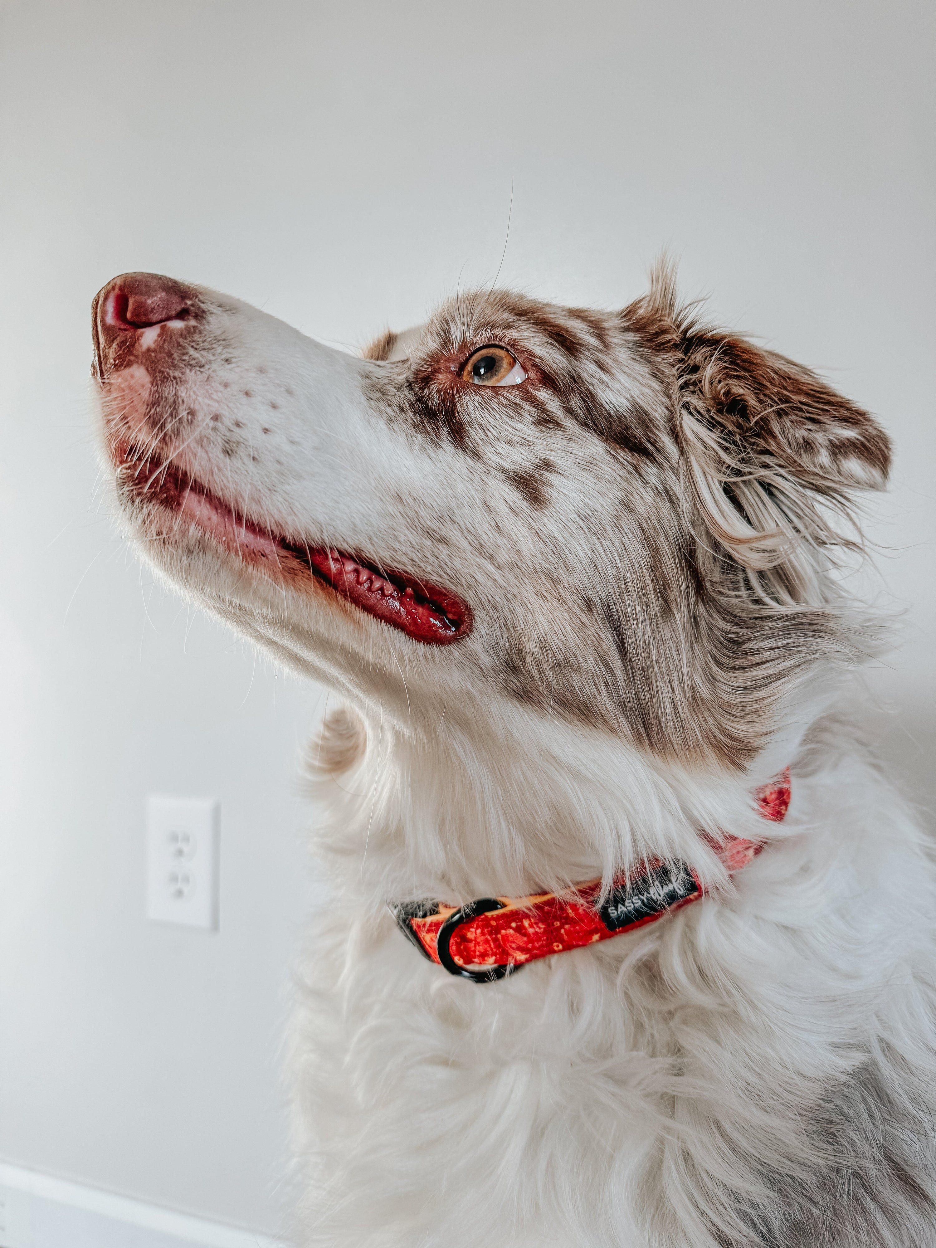 Dog Collar - Lucky Dragon