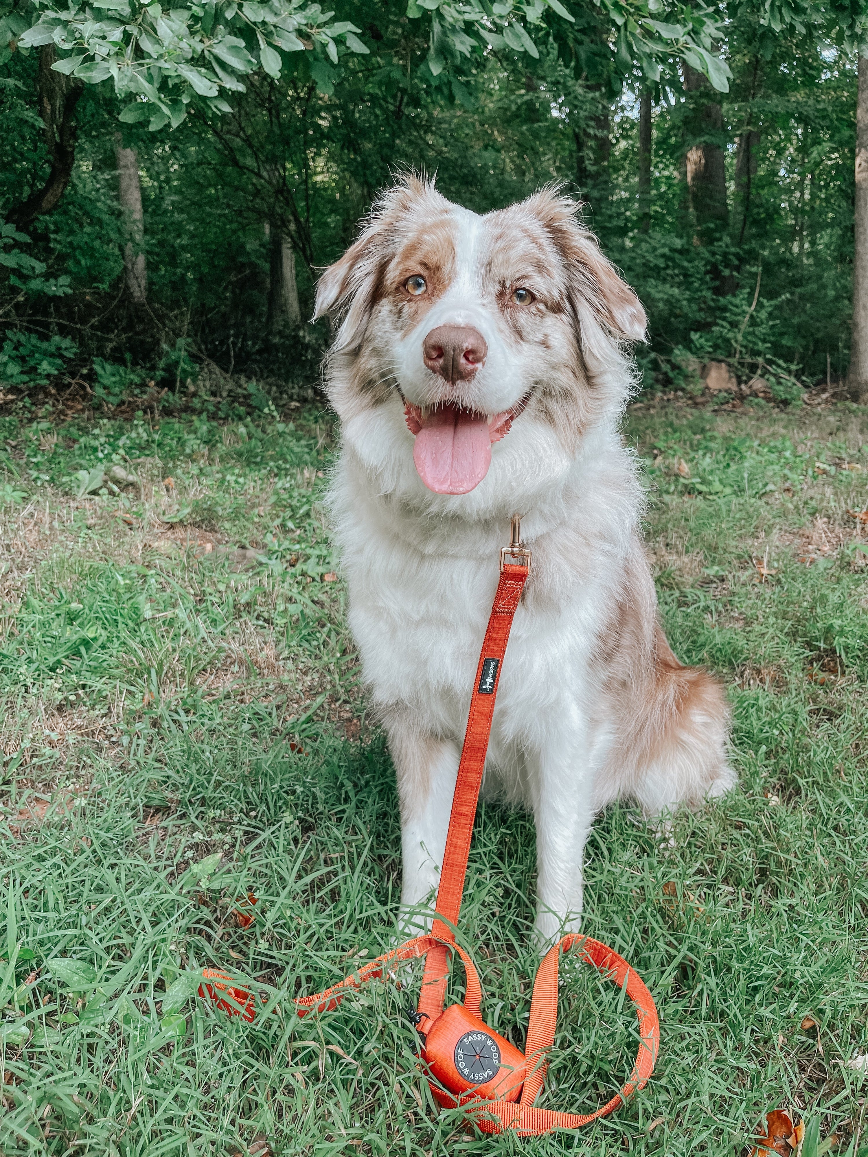 Dog Leash - Foxy