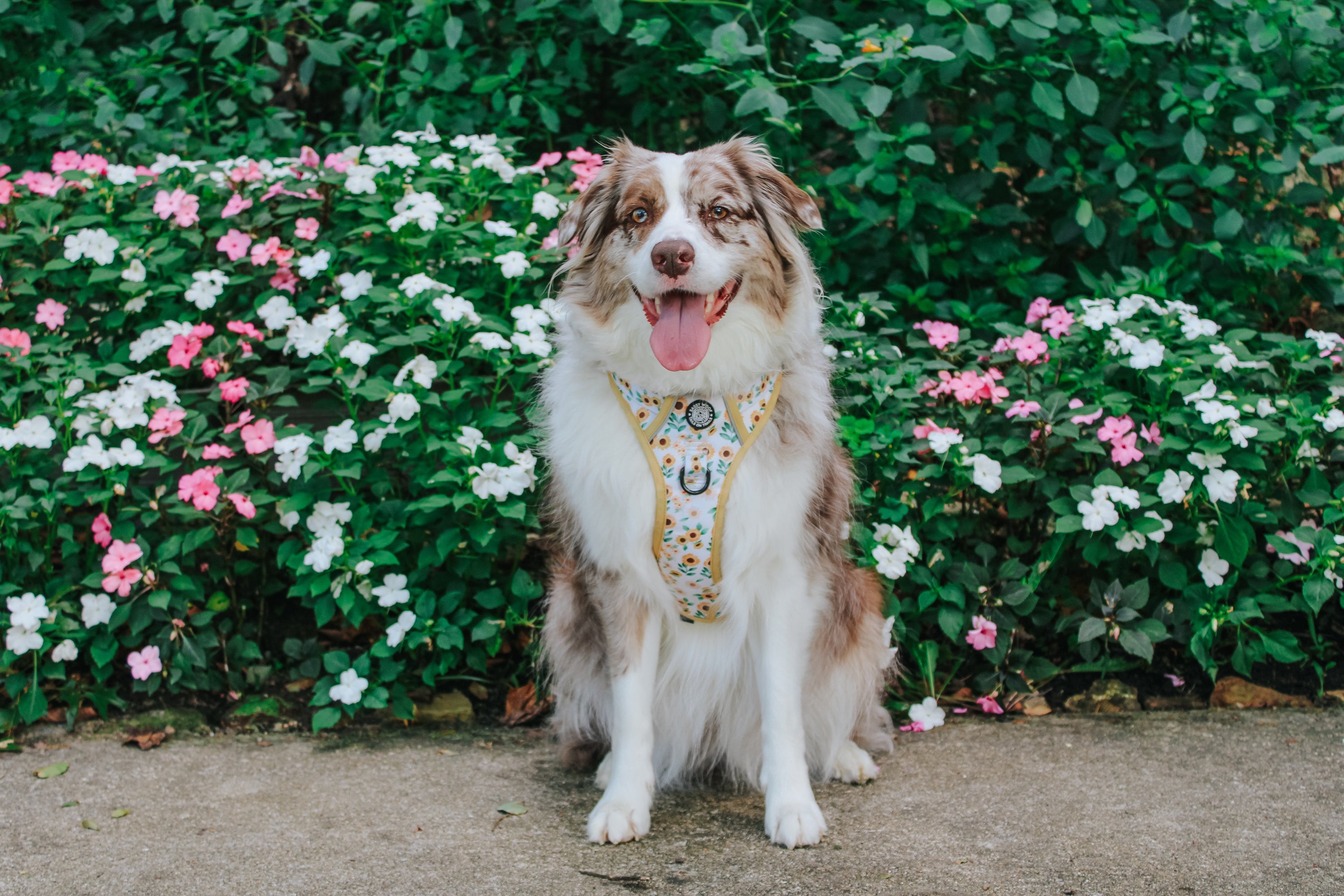 Dog Step-In Harness - Sunflower Dreams