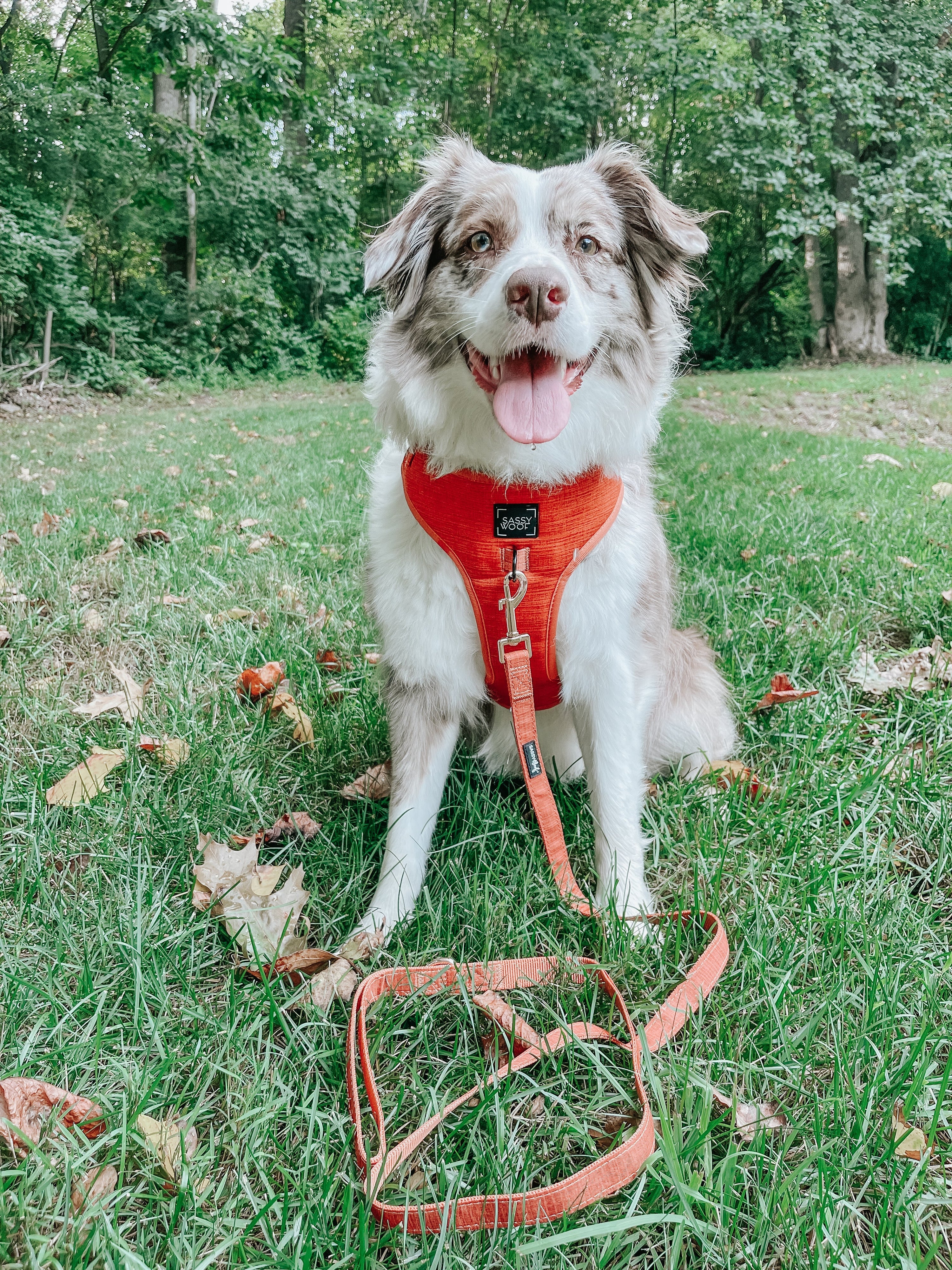 Dog Leash - Foxy
