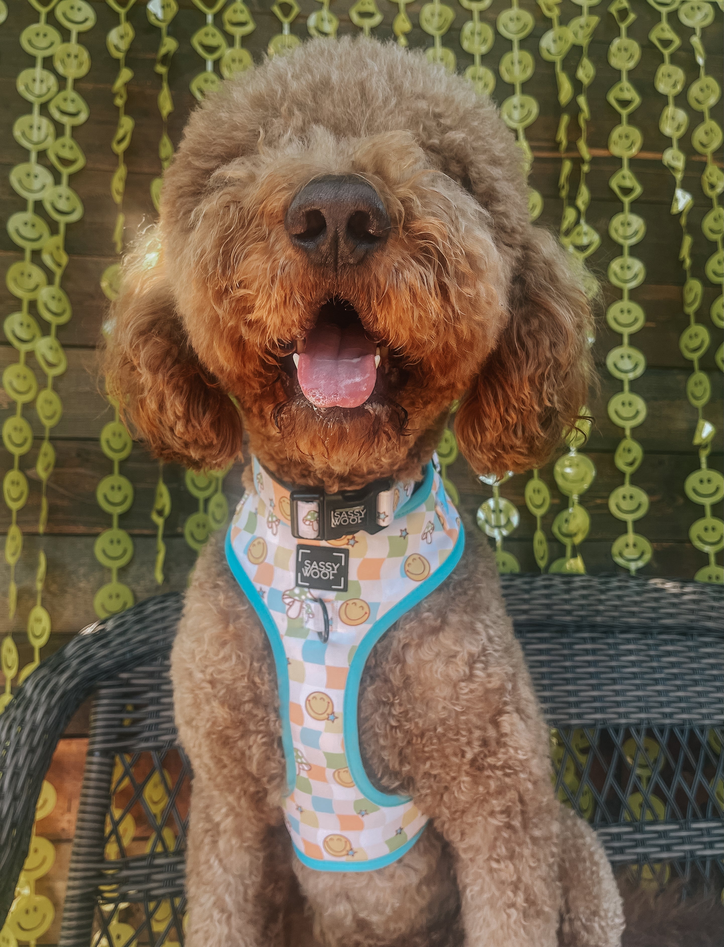 Dog Collar - Mush Love