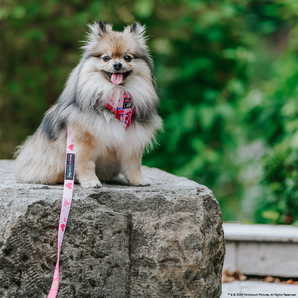 Dog Collar - Mean Girls™