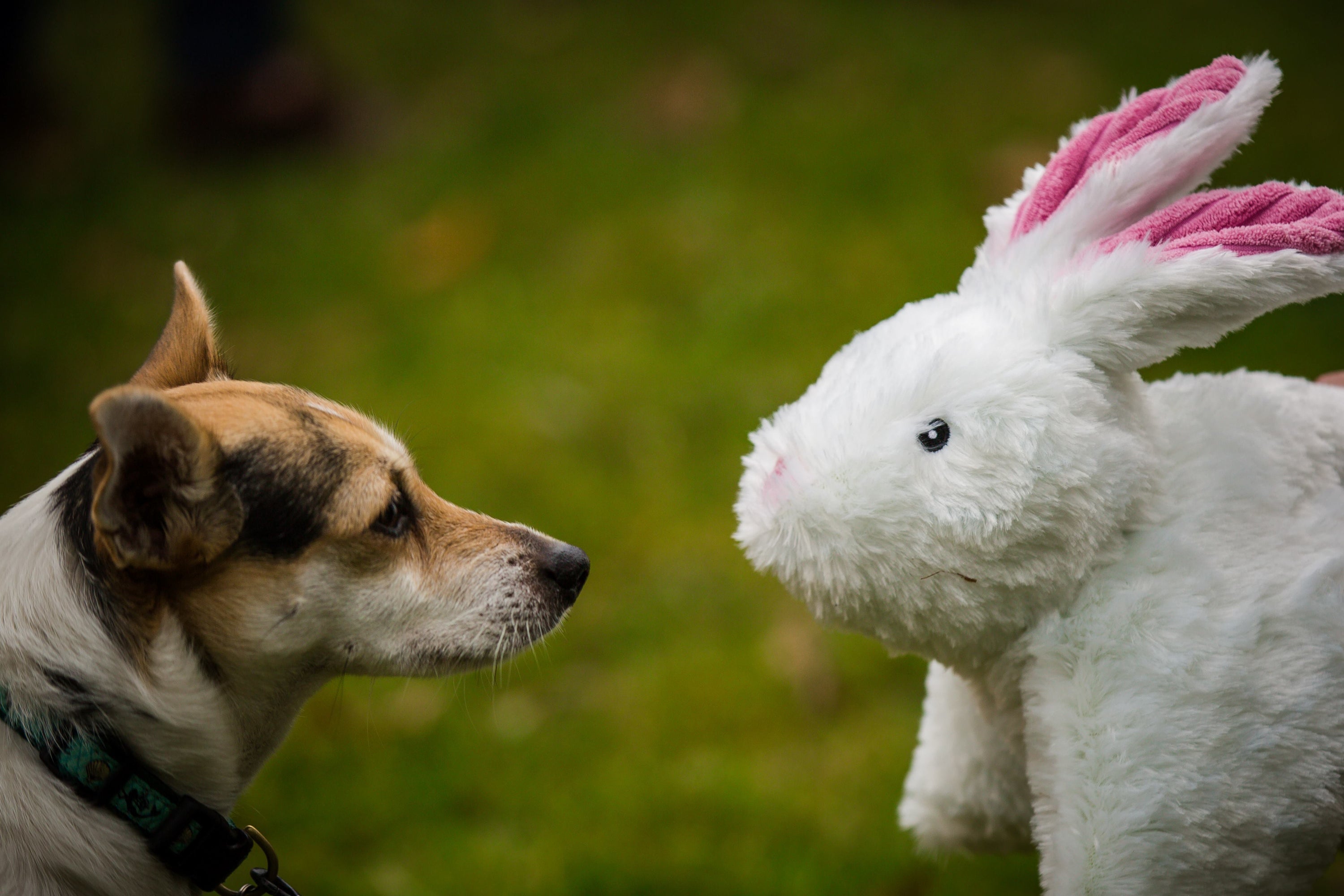 SquooshieTM Bunny Plush Dog Toy