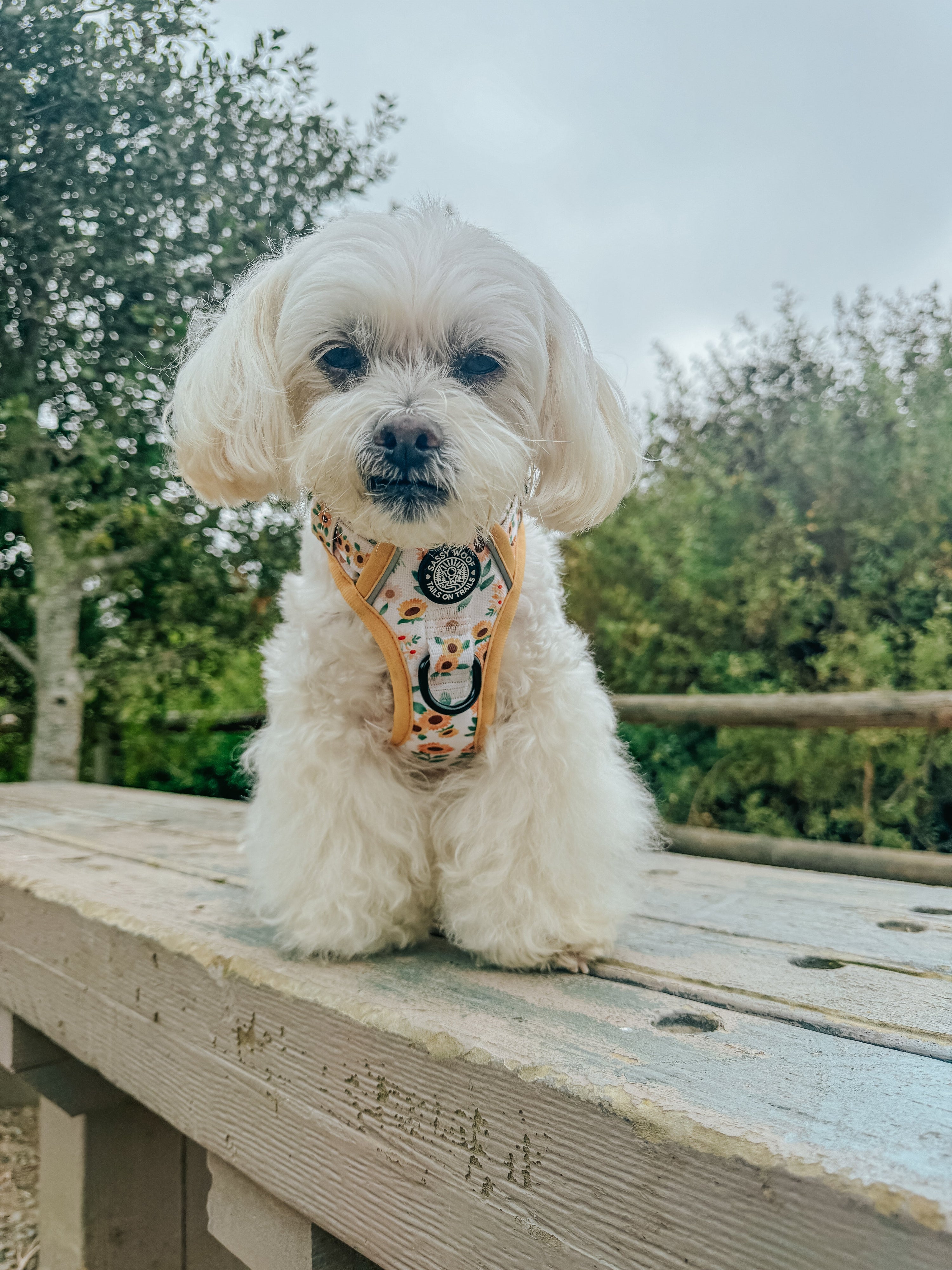 Dog Step-In Harness - Sunflower Dreams