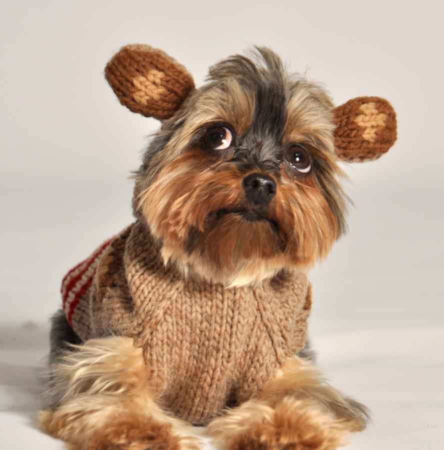 Chilly Dog Monkey Knit Wool Hoodie Dog Sweater