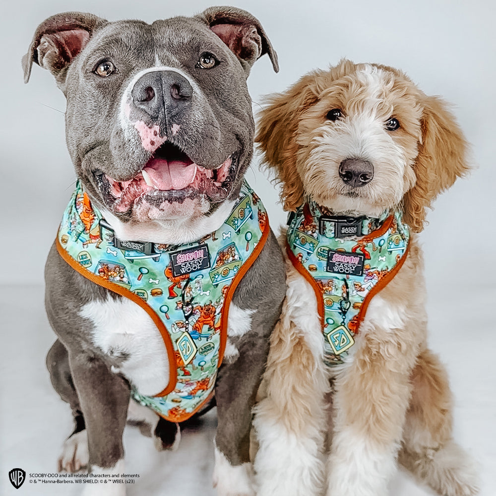 Dog Collar - Scooby-Doo™