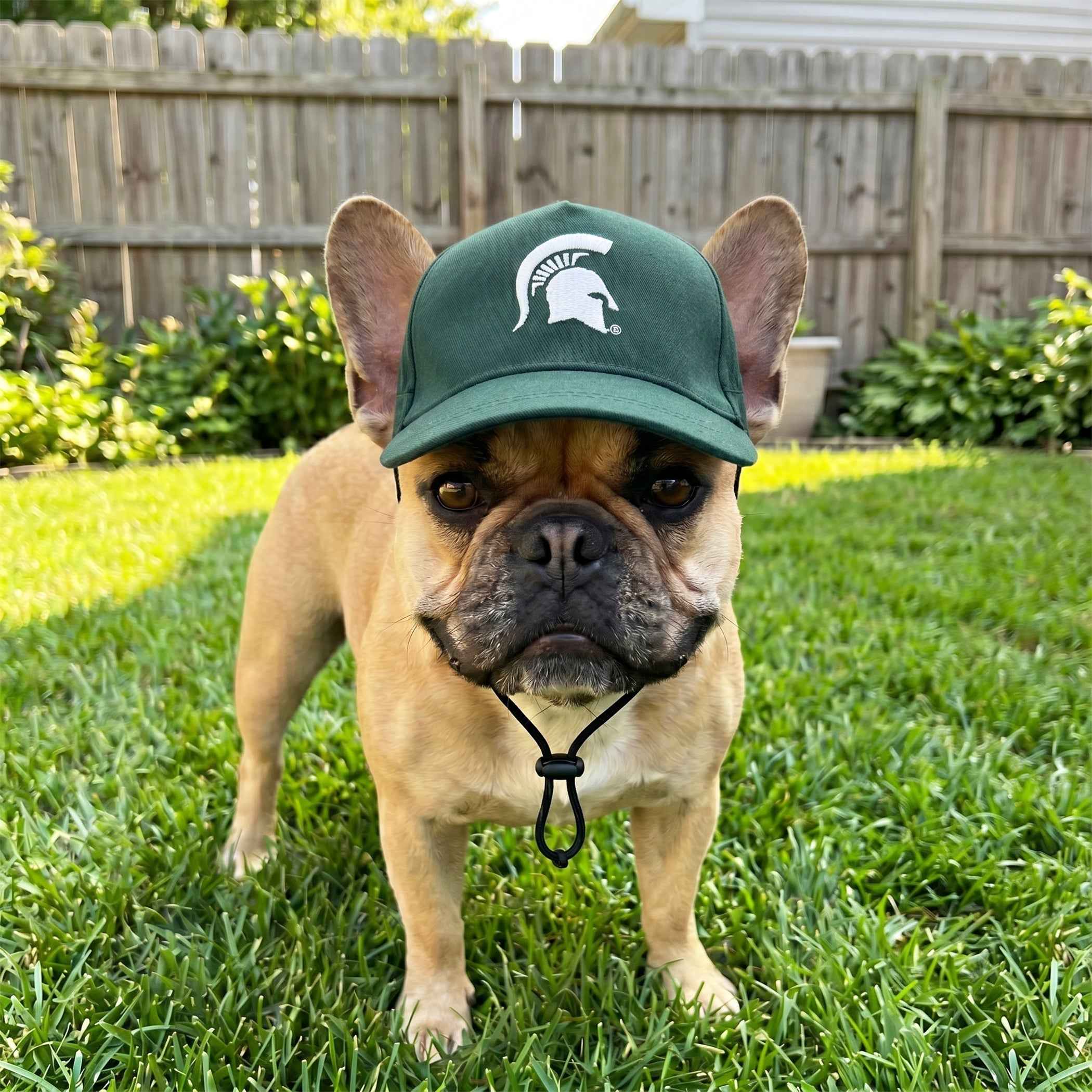 NCAA Michigan State University Spartans Dog Hat