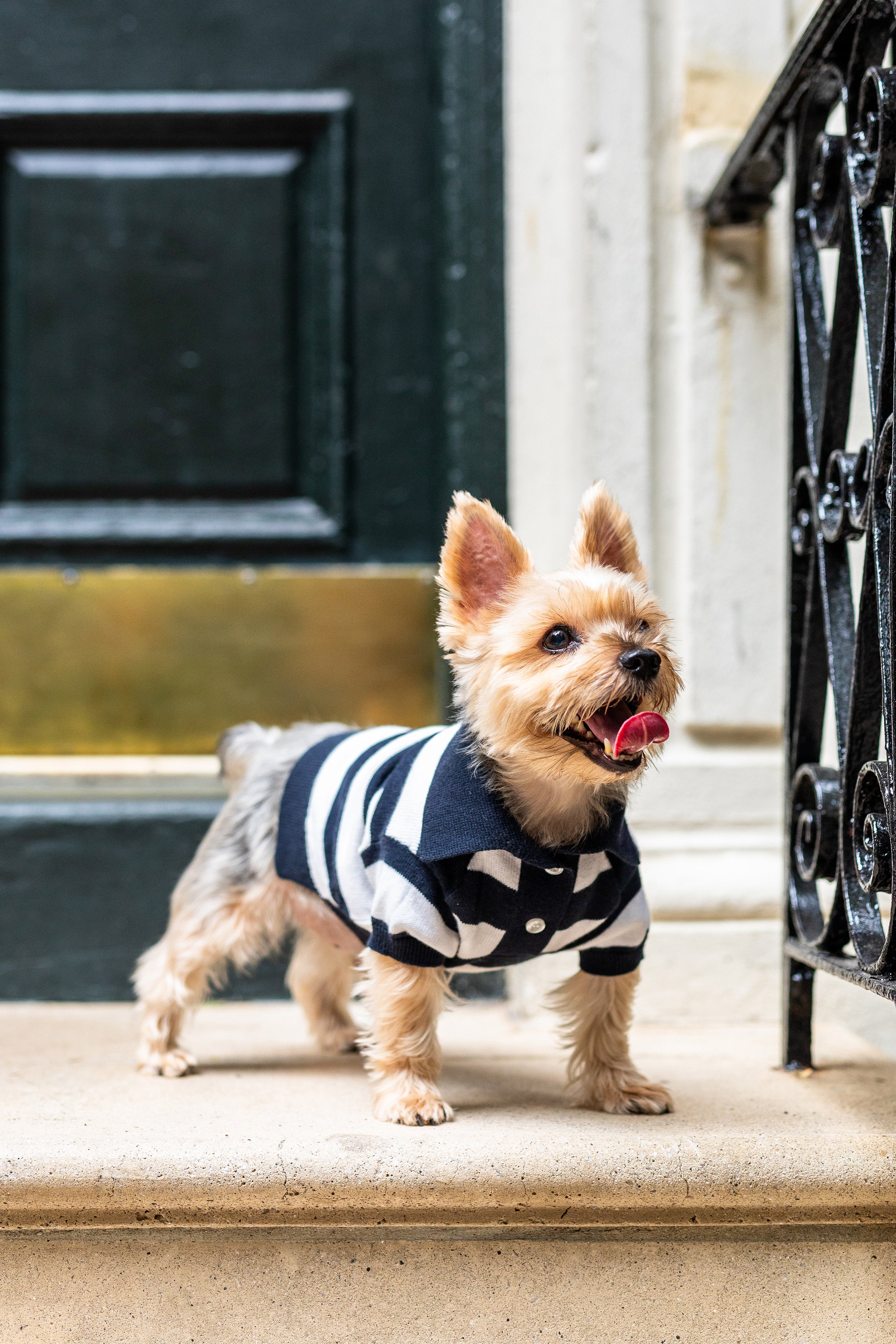 BESPOKE PAWS ‘Gene’ Cashmere blend Polo - Cotton Lightweight Warm Cozy Sweaters