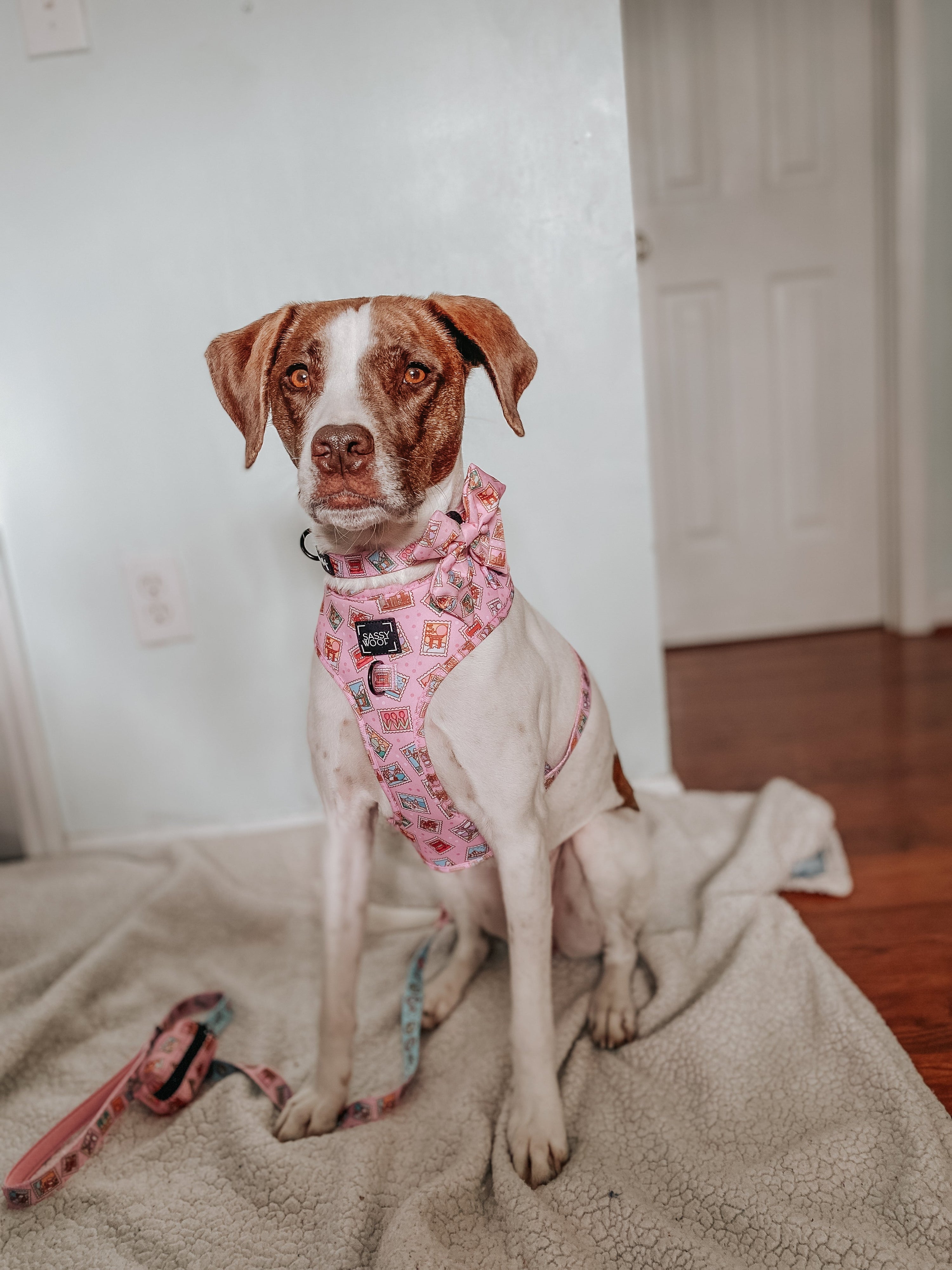 Dog Collar - Out of Office