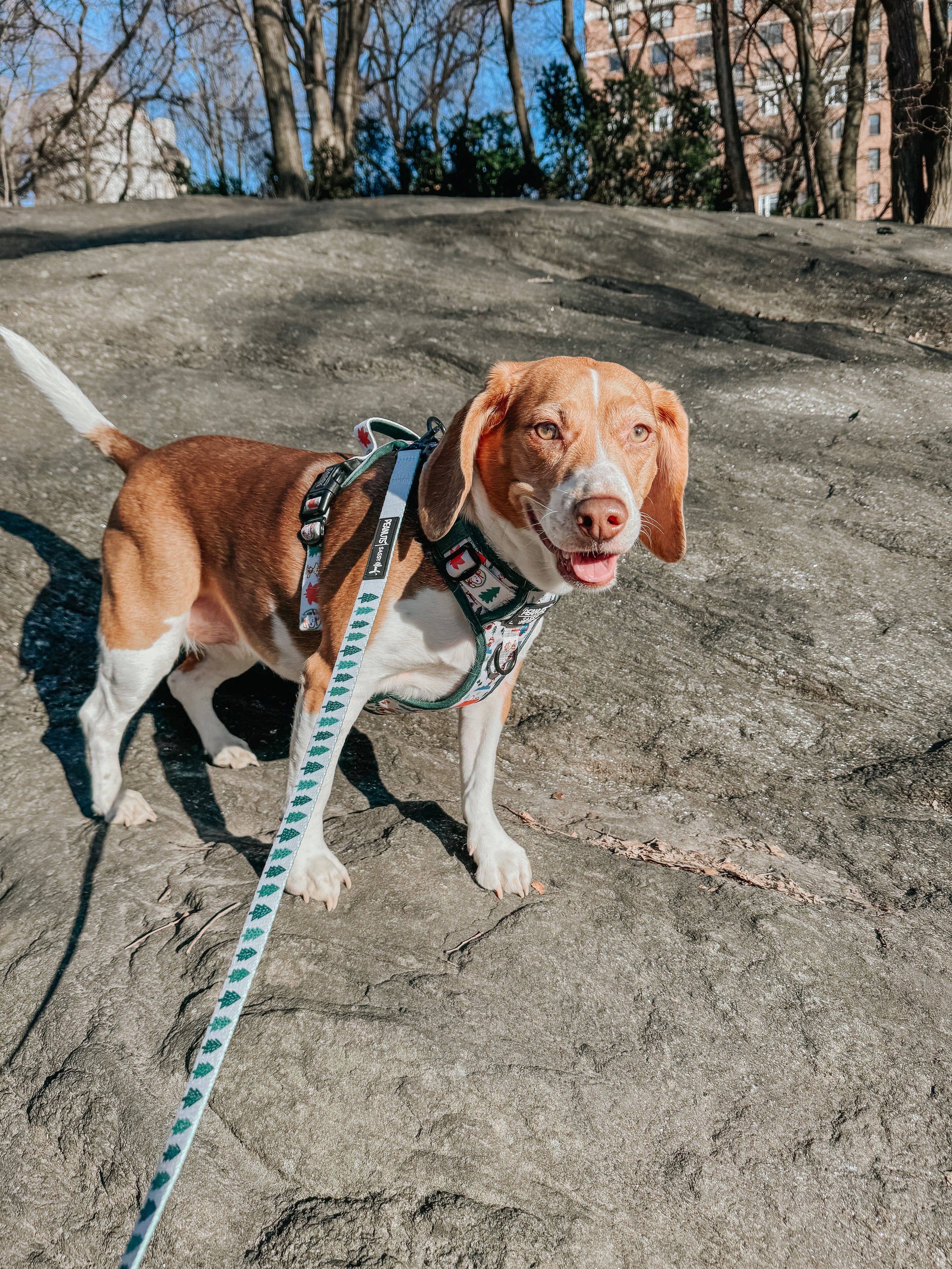 Dog Leash - Peanuts™ Beagle Scouts