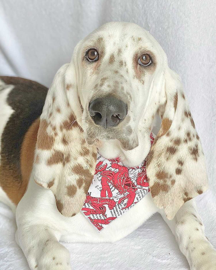 Main Lobster Dog Bandana