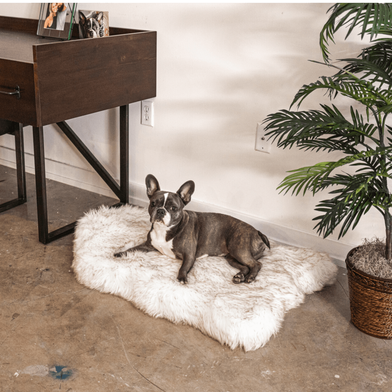 Puprug Faux Fur Orthopedic Dog Bed Curve White with Brown Accents