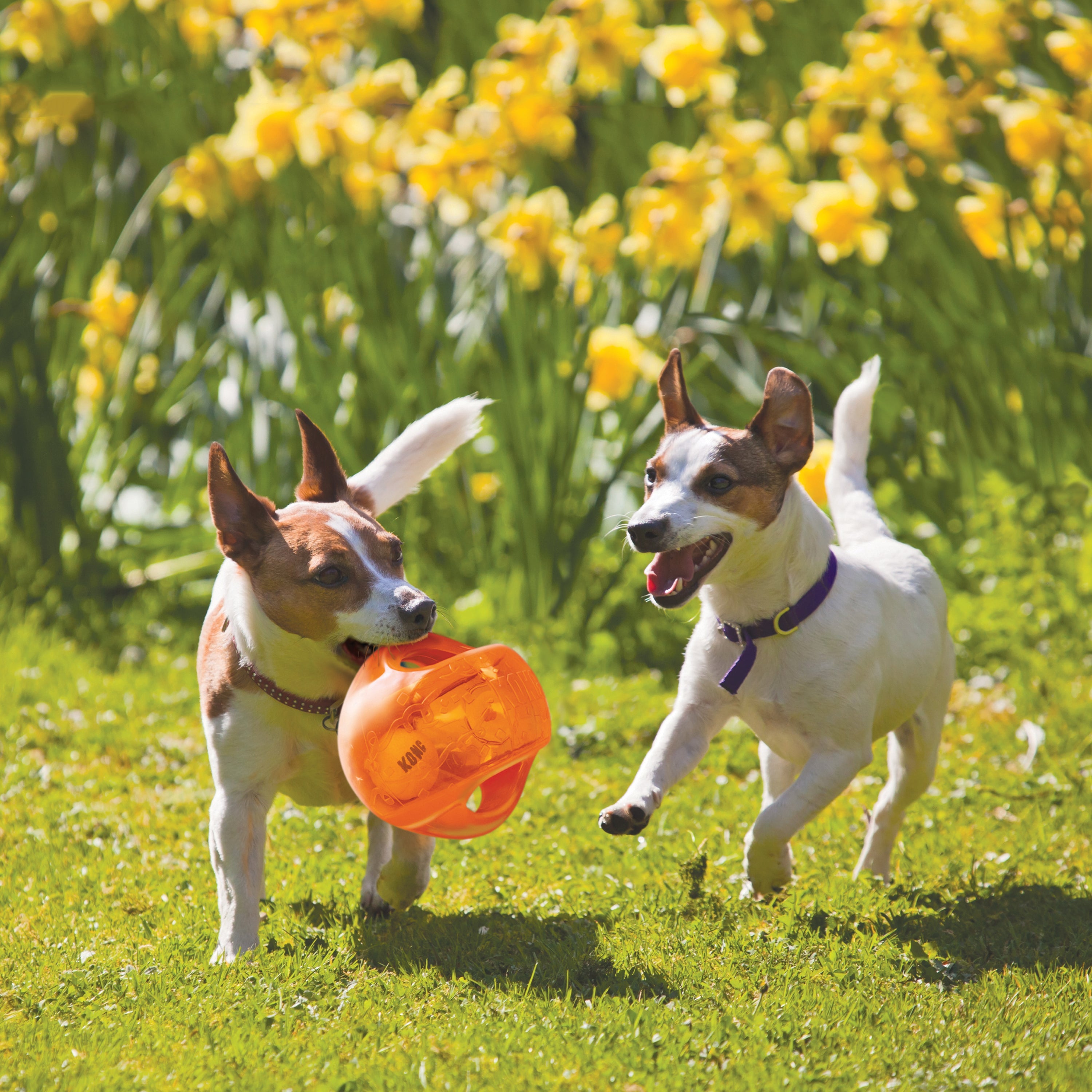Kong Jumbler Ball - HT Animal Supply