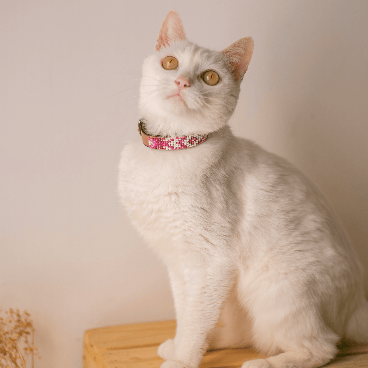 Melrose Sambboho cat collar