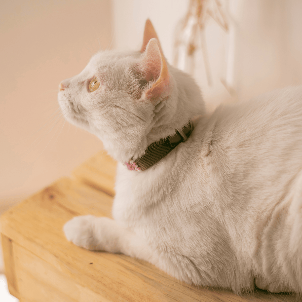 Melrose Sambboho cat collar