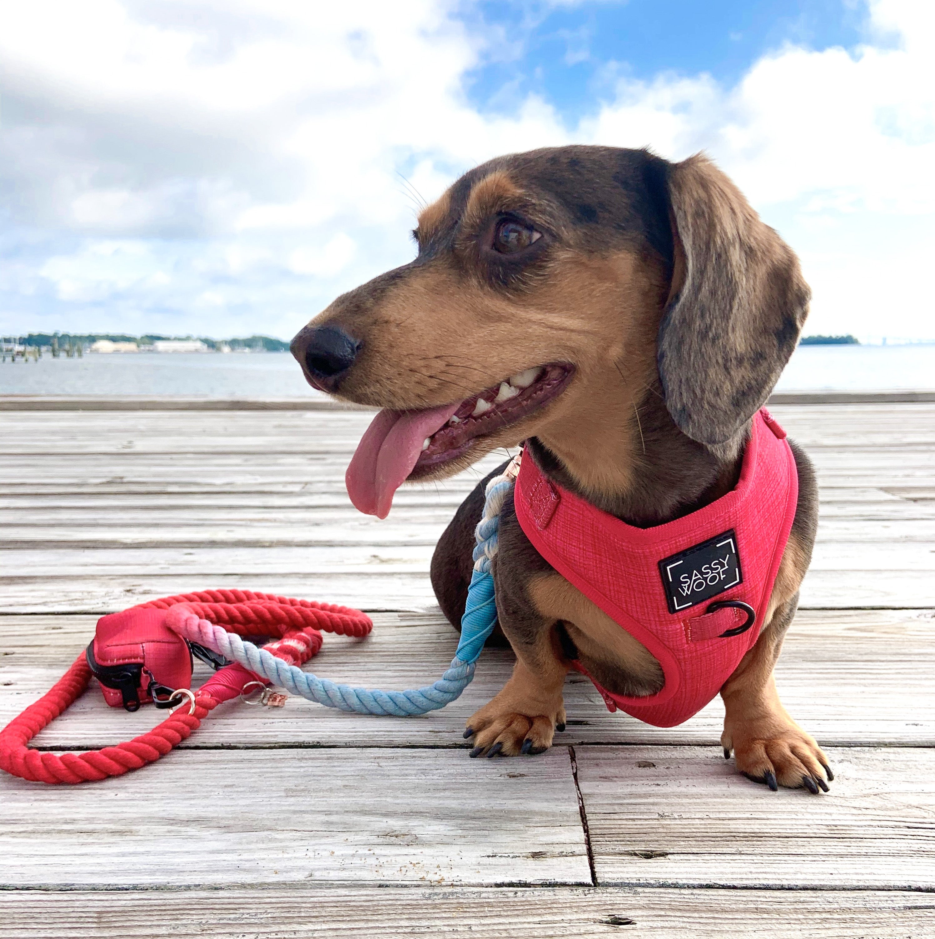 Dog Rope Leash - Watermelon Sugar