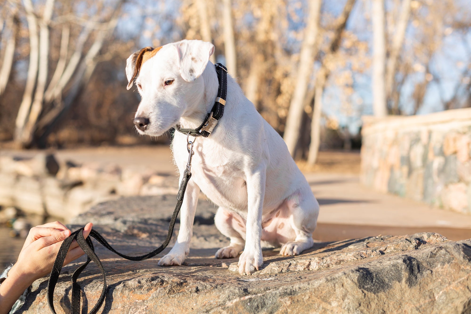 Euro-Dog Pro Line Leather Hunting Dog Collar