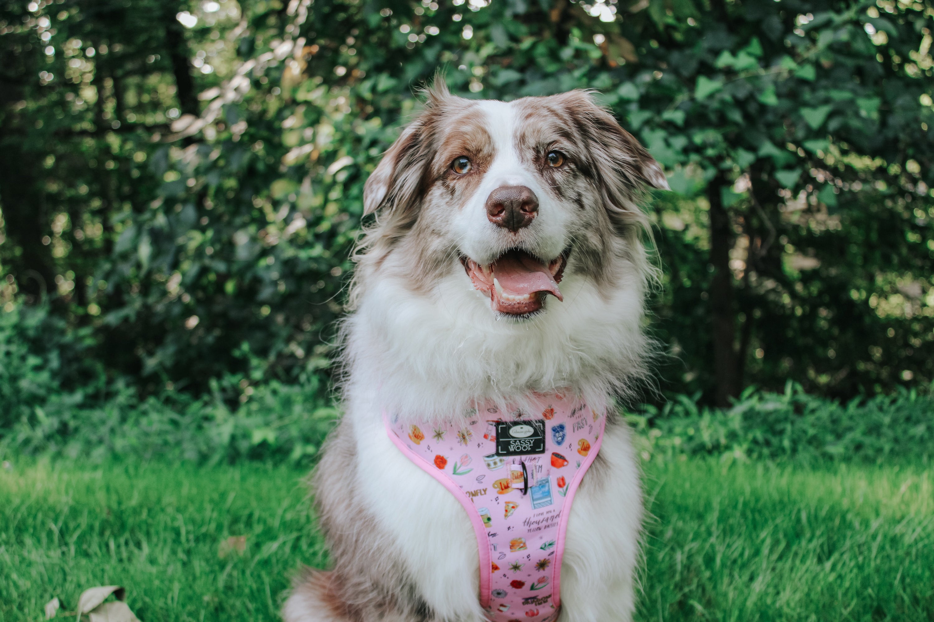Dog Adjustable Harness - Gilmore Girls™