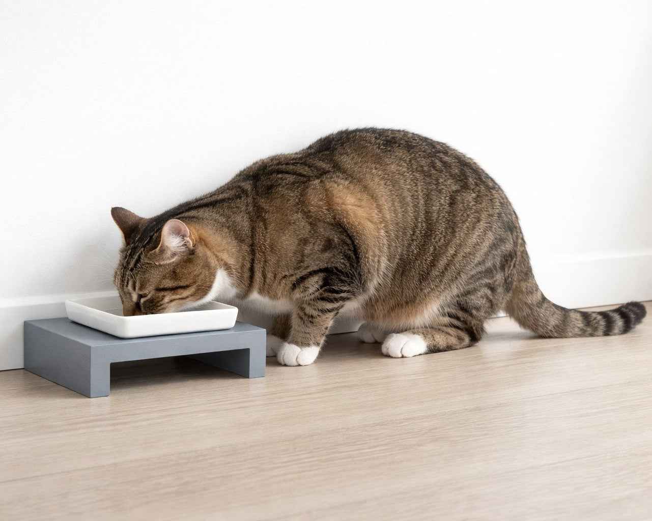 Bowsers Moderno Single Wood Dog Bowl Feeder - Elevated Designer Pet Dining