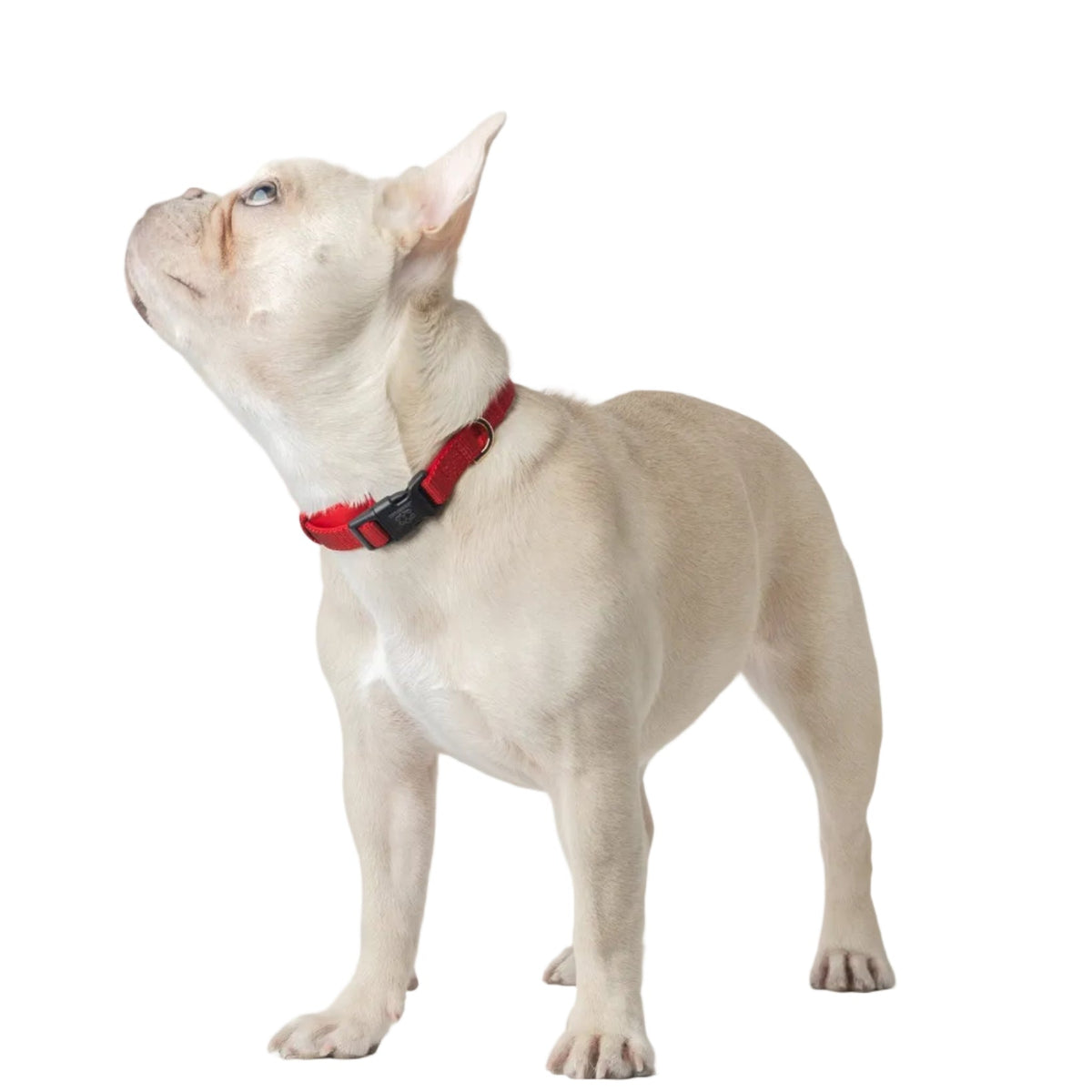 DOGISTRY City Dog Collar - Iconic Red
