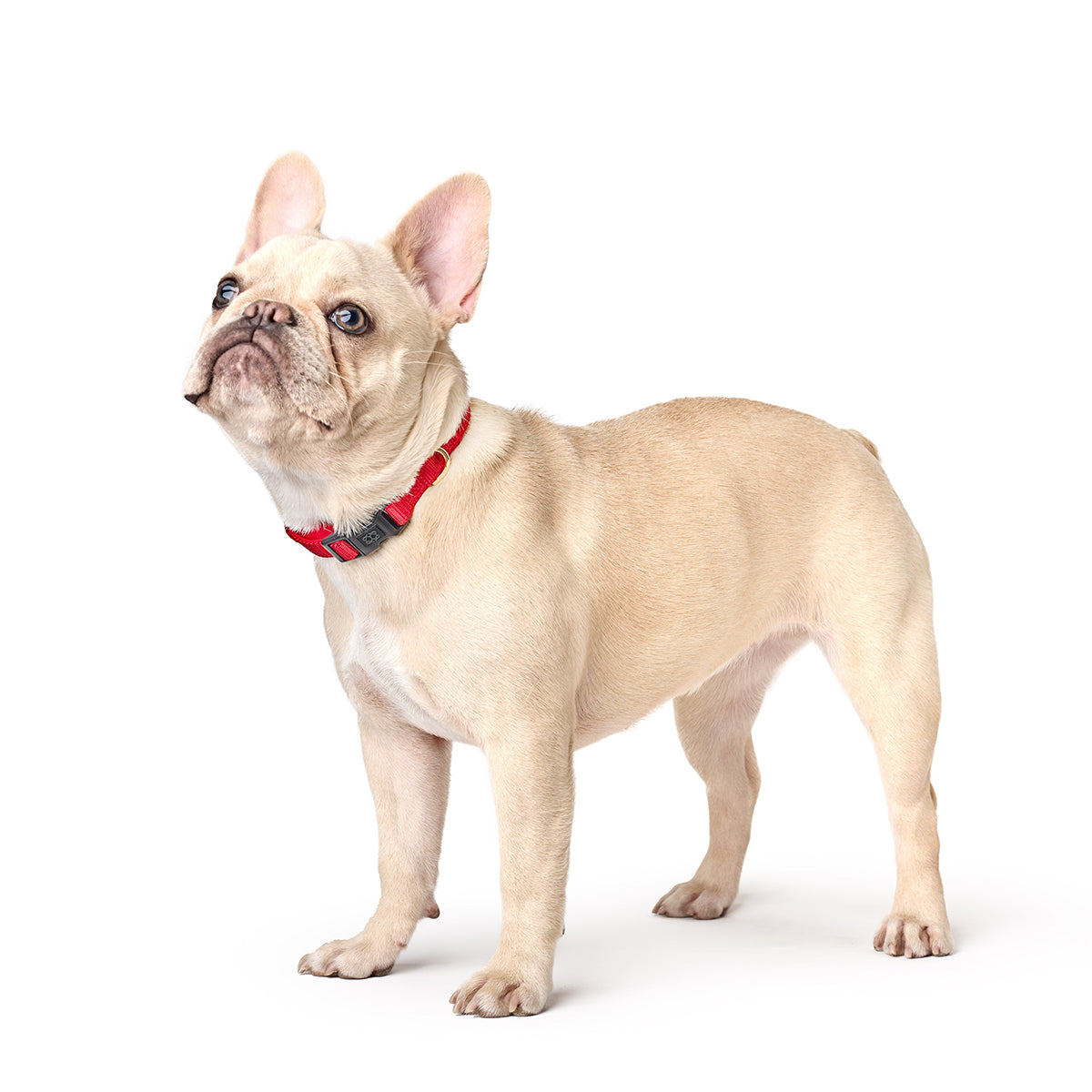DOGISTRY City Dog Collar - Iconic Red