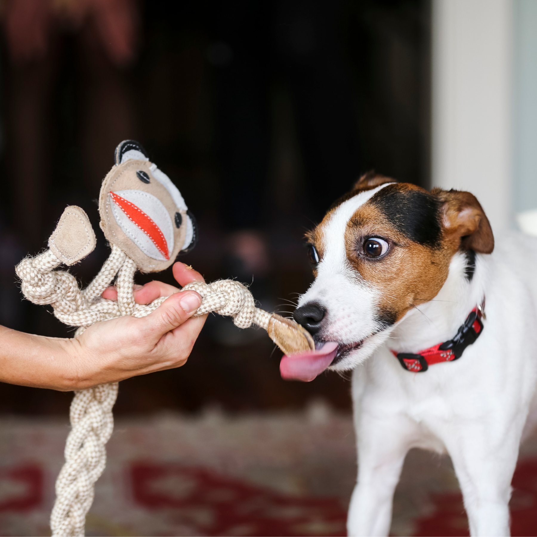 Stuey Sock Monkey Natural Rope Knottie Dog Toy, Large (9mm rope diameter)