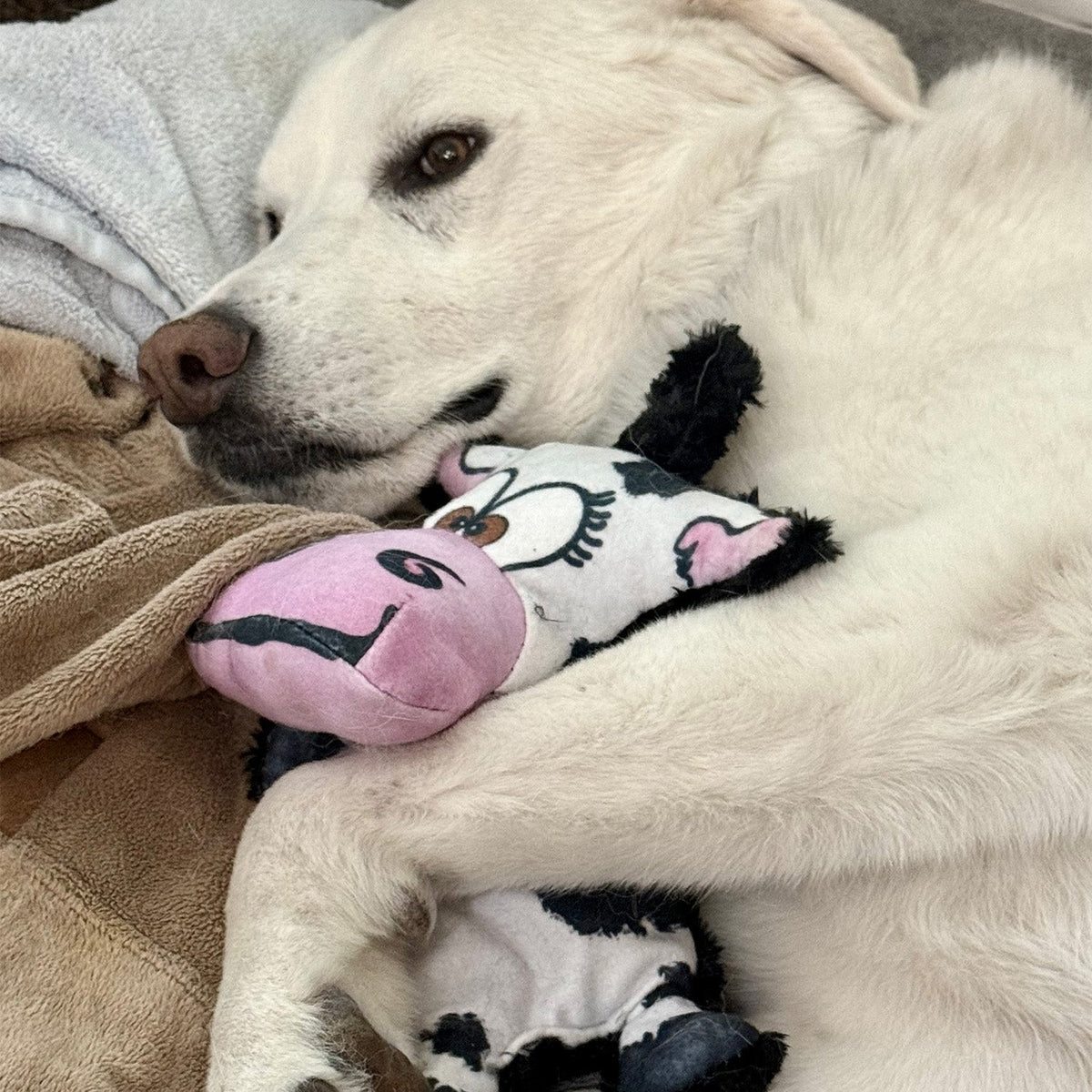 Moo Ria Cow Crinkle Dog Toy