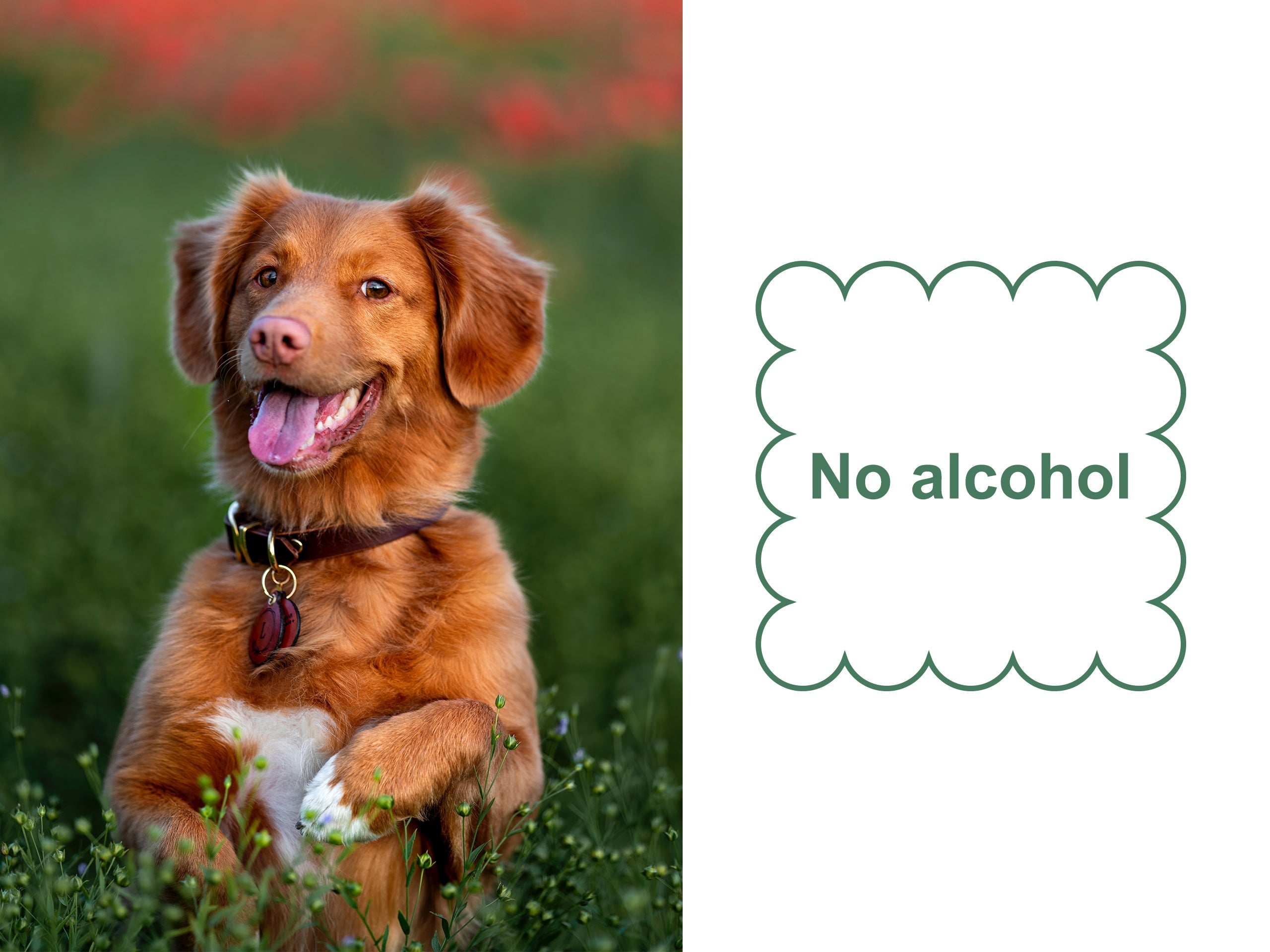 Mr. Peanuts Naturals Plant Based, Flushable, Compostable, Unscented Pet Wipes, 160 Count, Larger 8x6