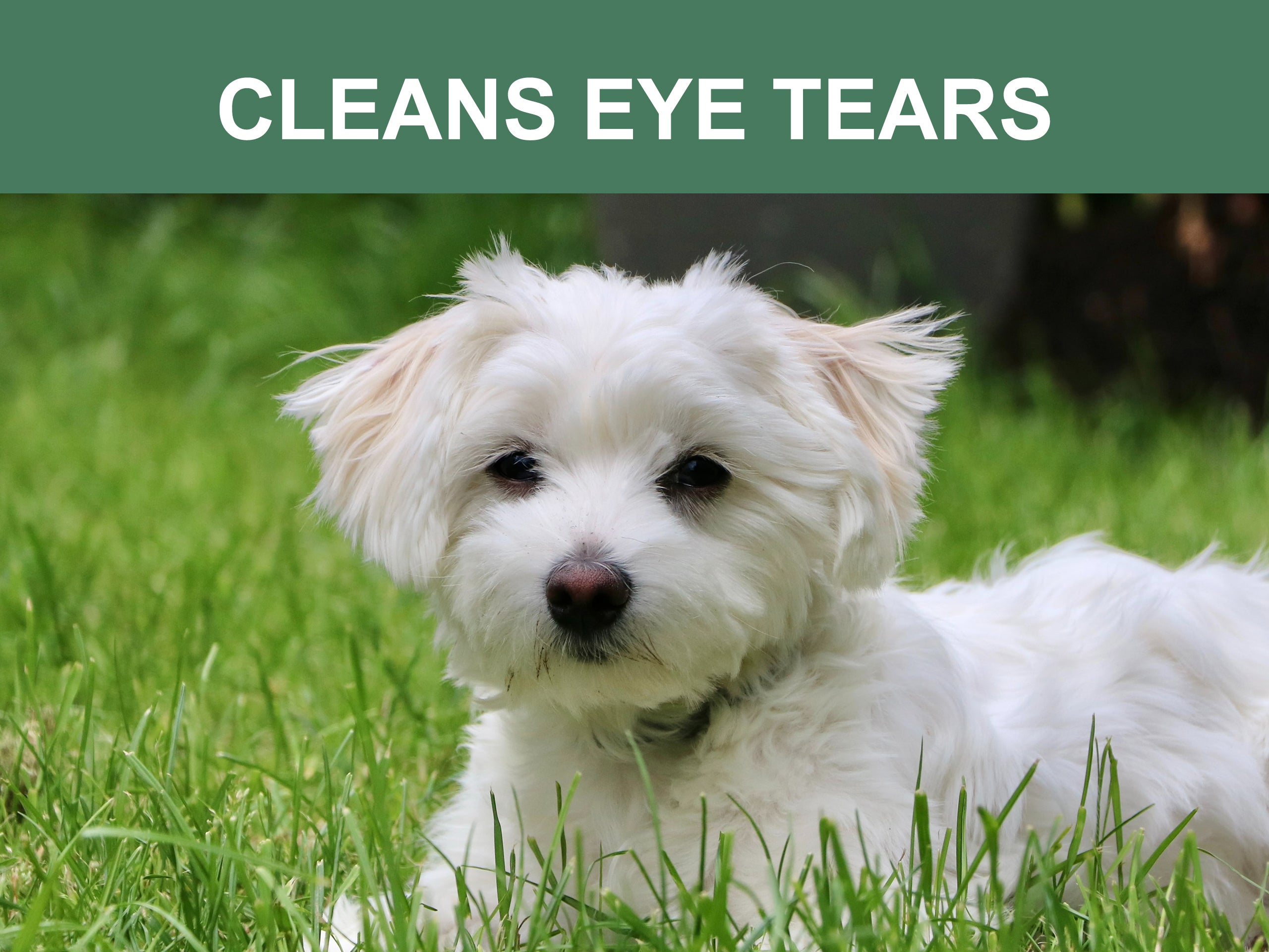 Mr. Peanuts Naturals Plant Based, Flushable, Compostable, Unscented Pet Wipes, 160 Count, Larger 8x6" Size