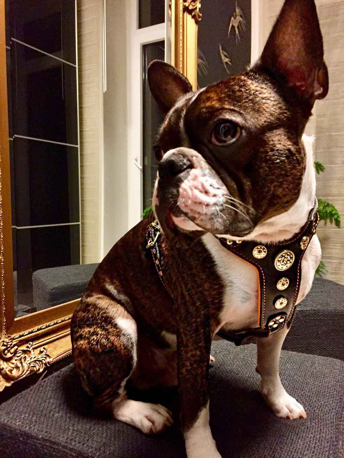 Bestia Bijou Black & Orange Leather Small to Medium Dog Harness