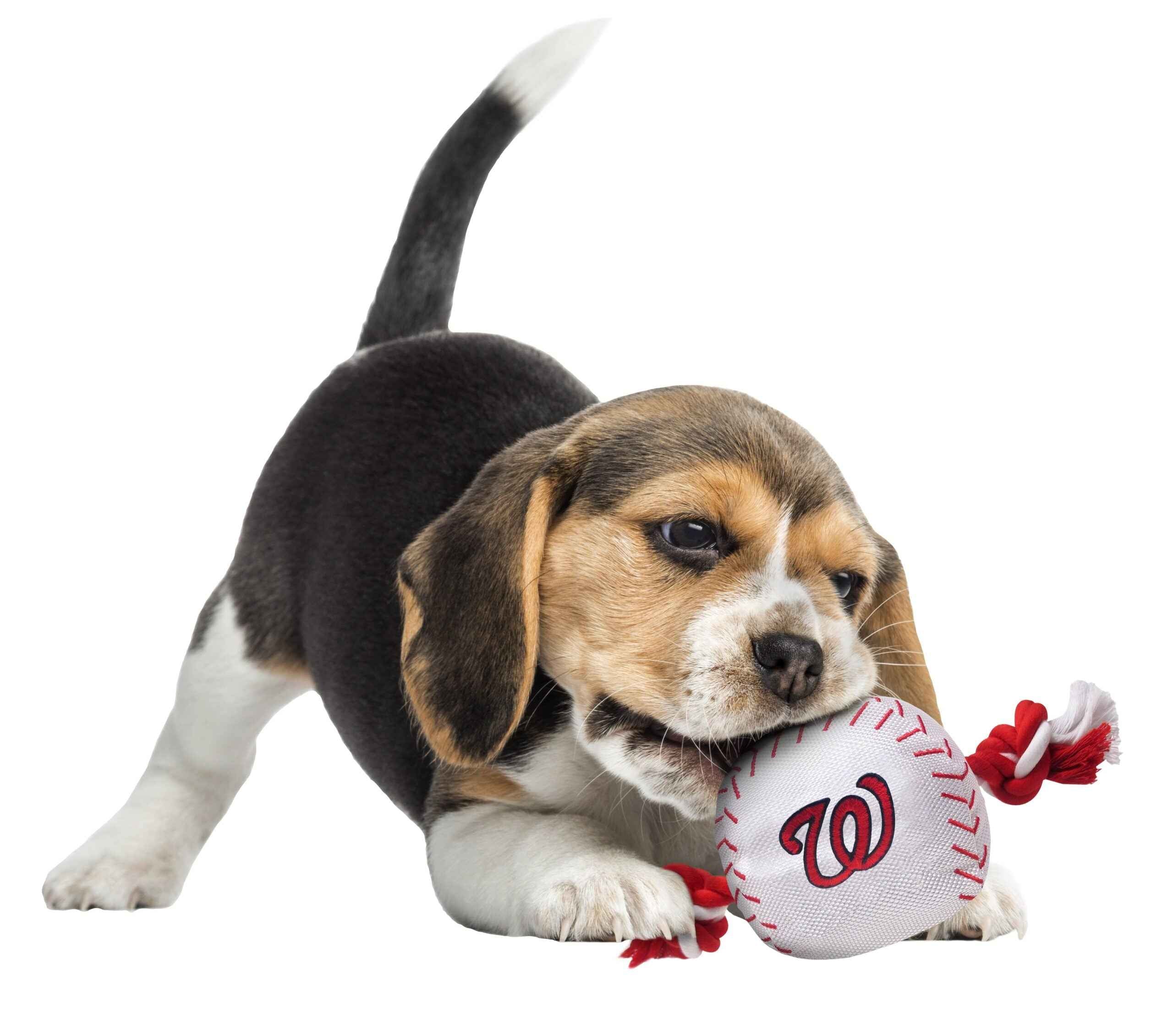 Washington Nationals Nylon Baseball Rope Toy