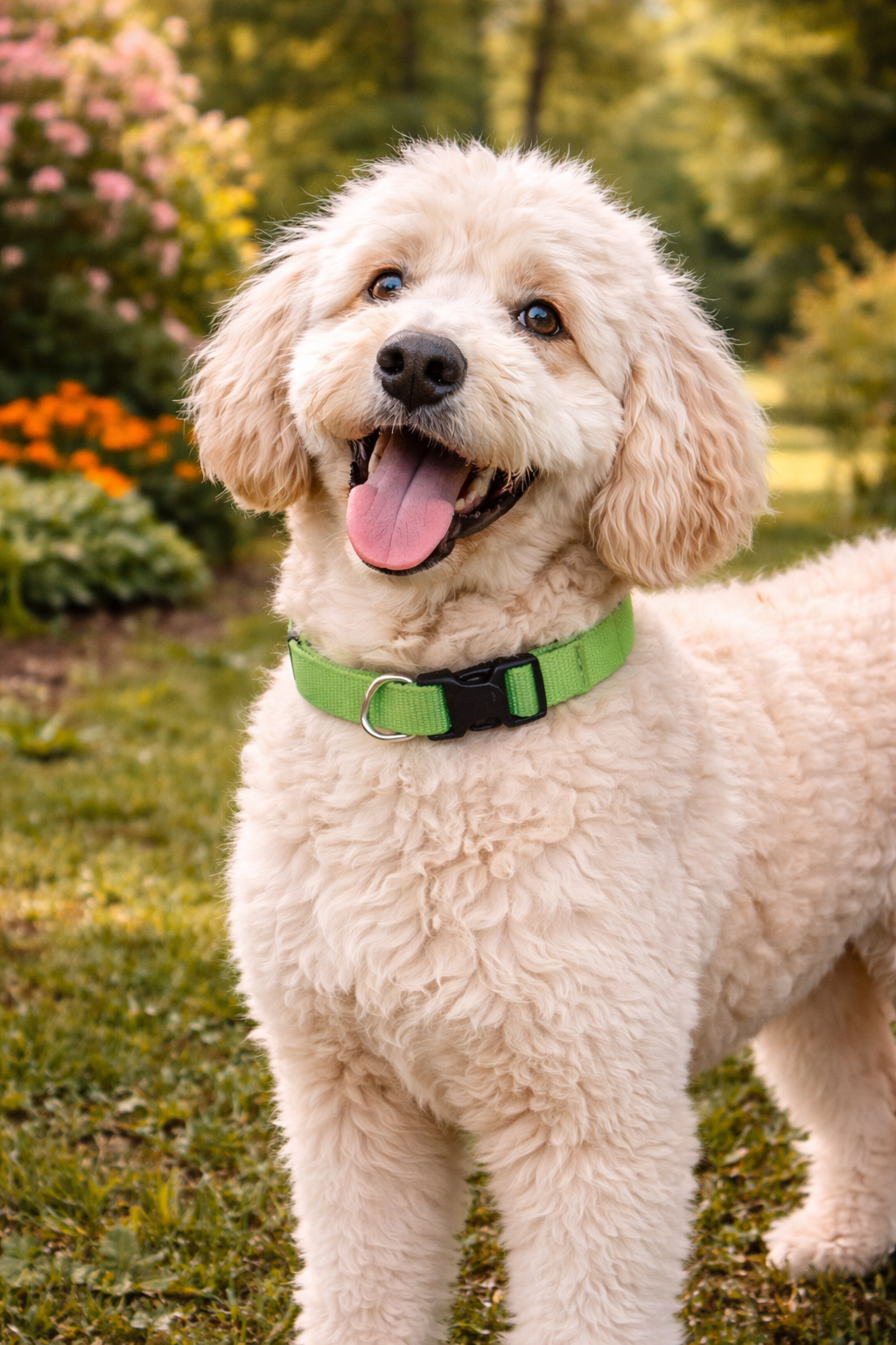 Parisian Pet Nylon Collar-Green
