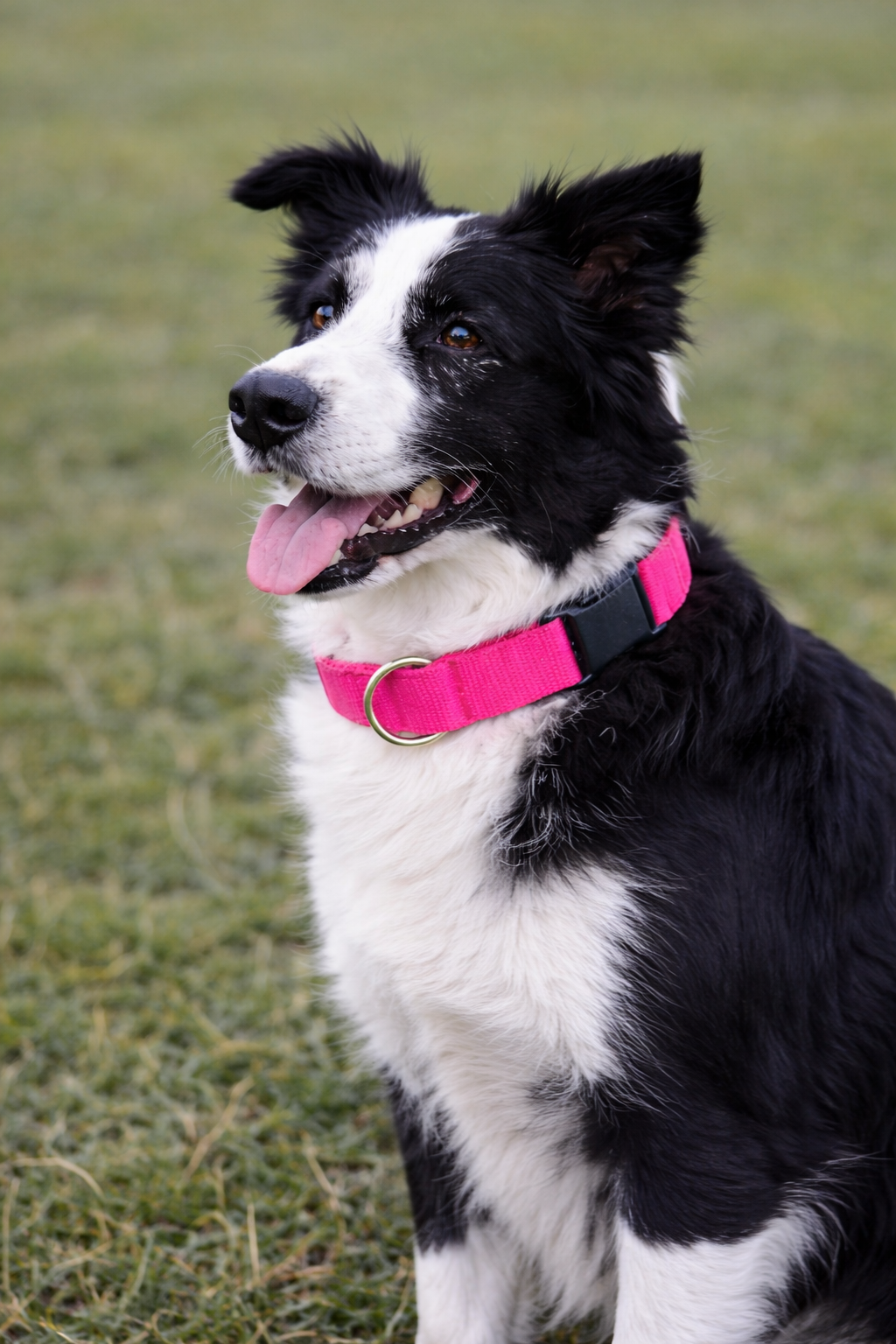 Parisian Pet Nylon Collar-Pink