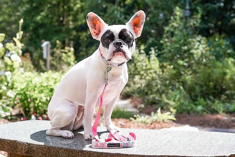 Parisian Pet Spring Blossoms Collar for Dogs & Cats, Comfortable Dog Collar, High-Quality Floral Pet Collar, Light Blue and Pink-Valentines Day