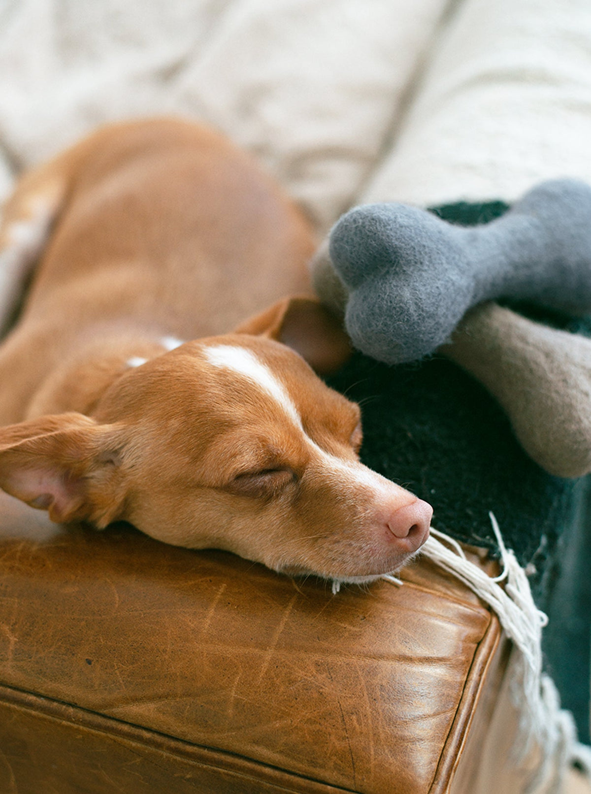 Neutral Woolbone Dog Toy