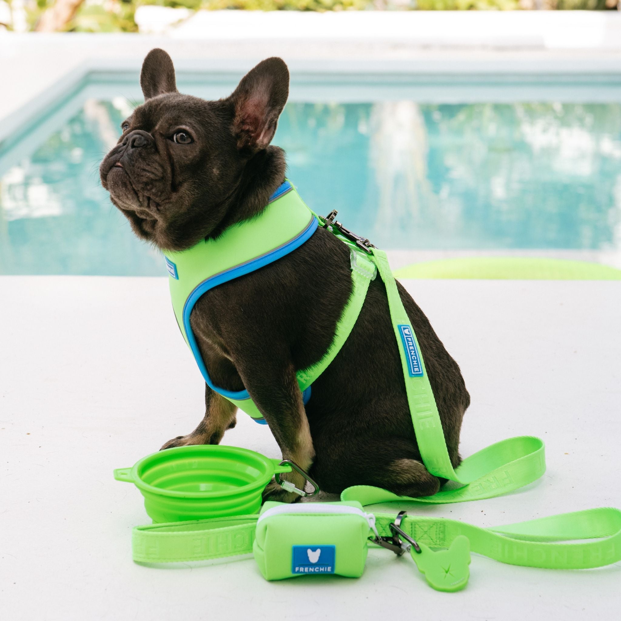 Frenchie Comfort Leash - Neon Green