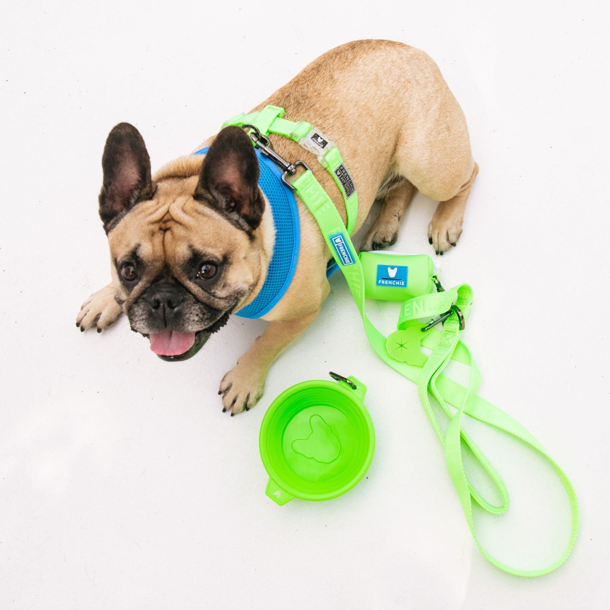 Frenchie Comfort Leash - Neon Green