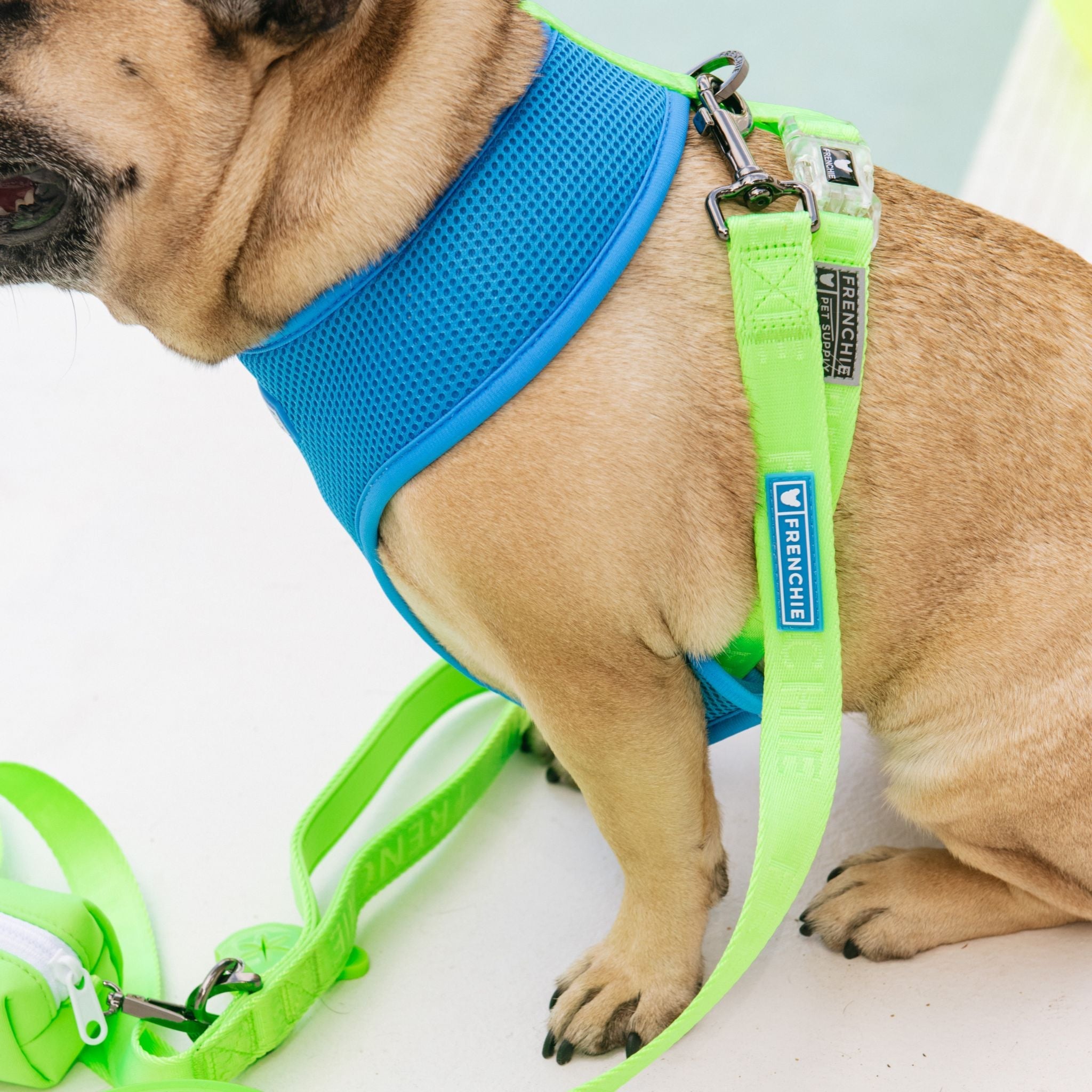 Frenchie Comfort Leash - Neon Green