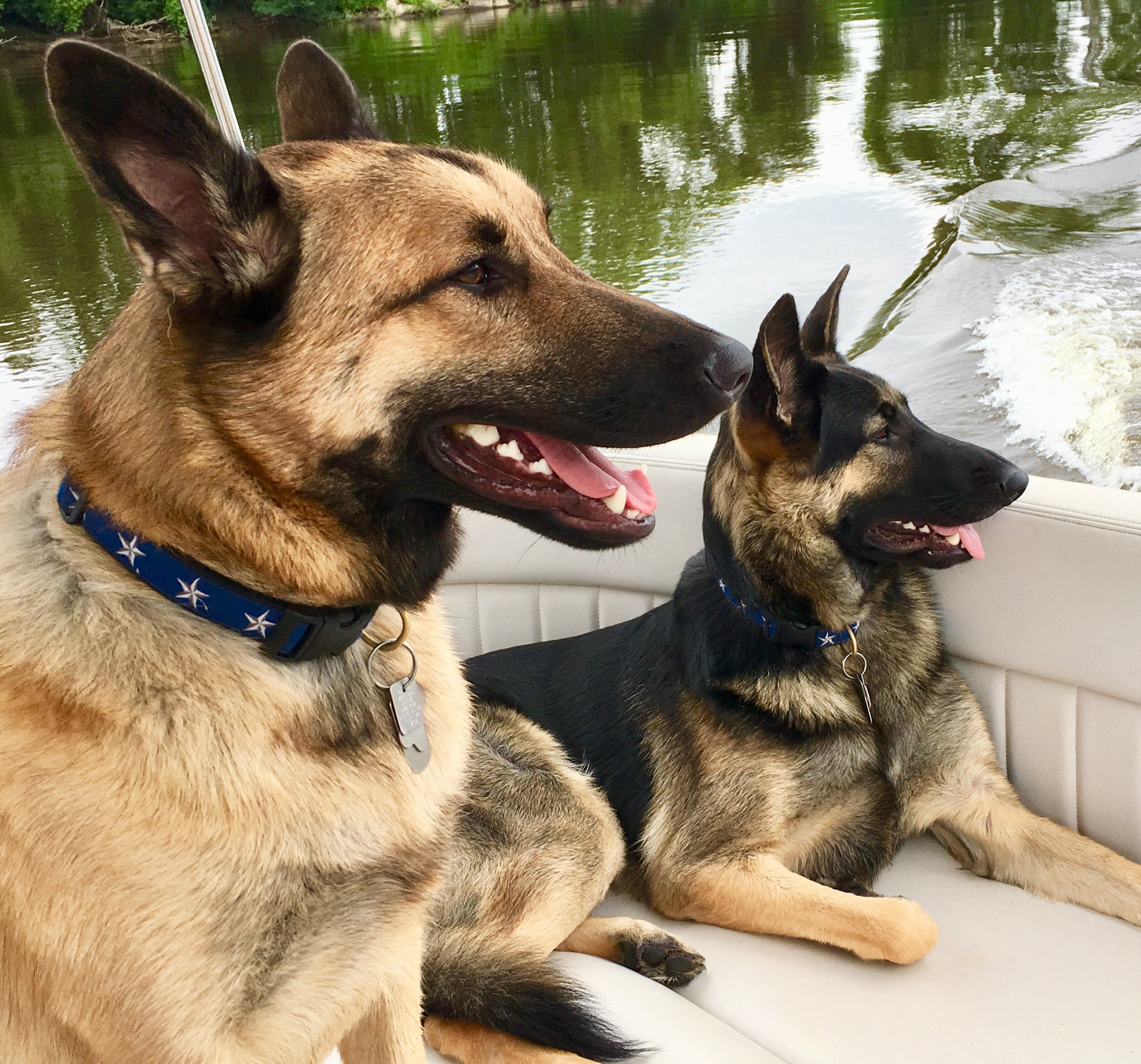 North Star Dog Collar