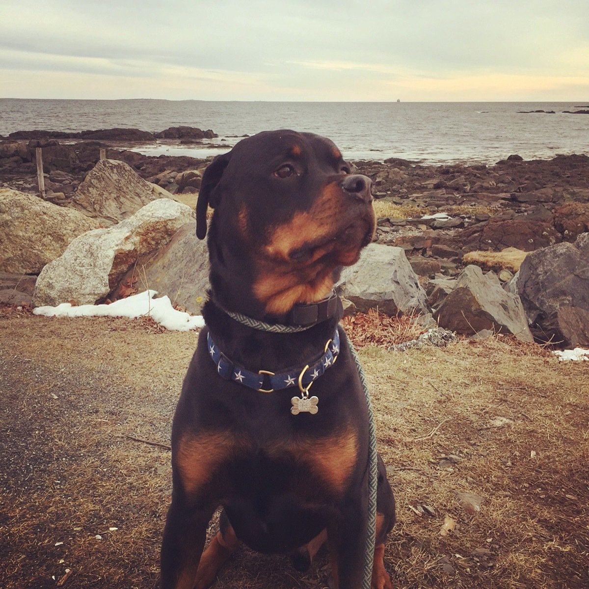 North Star Dog Collar