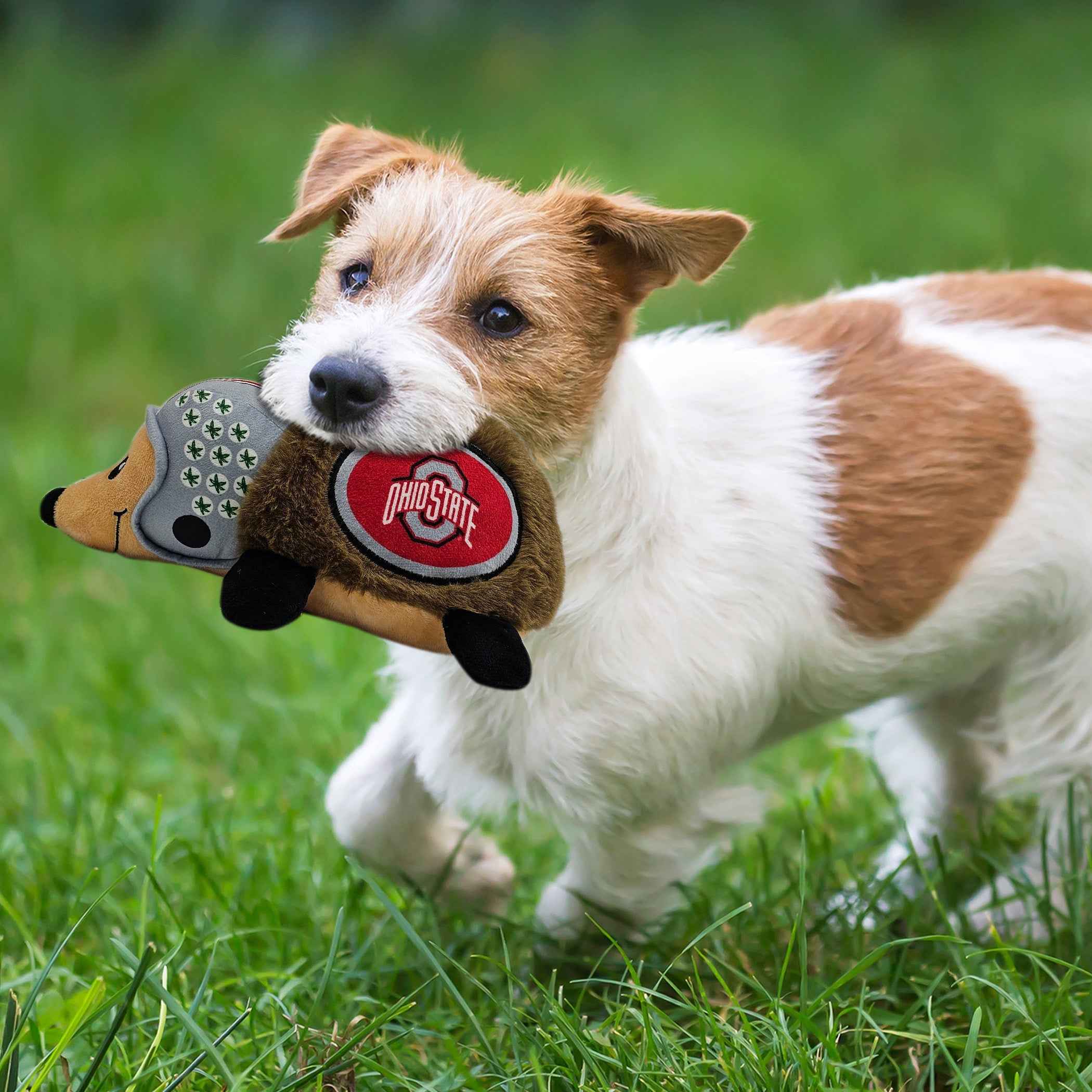 OHIO STATE PLUSH HEDGEHOG TOY