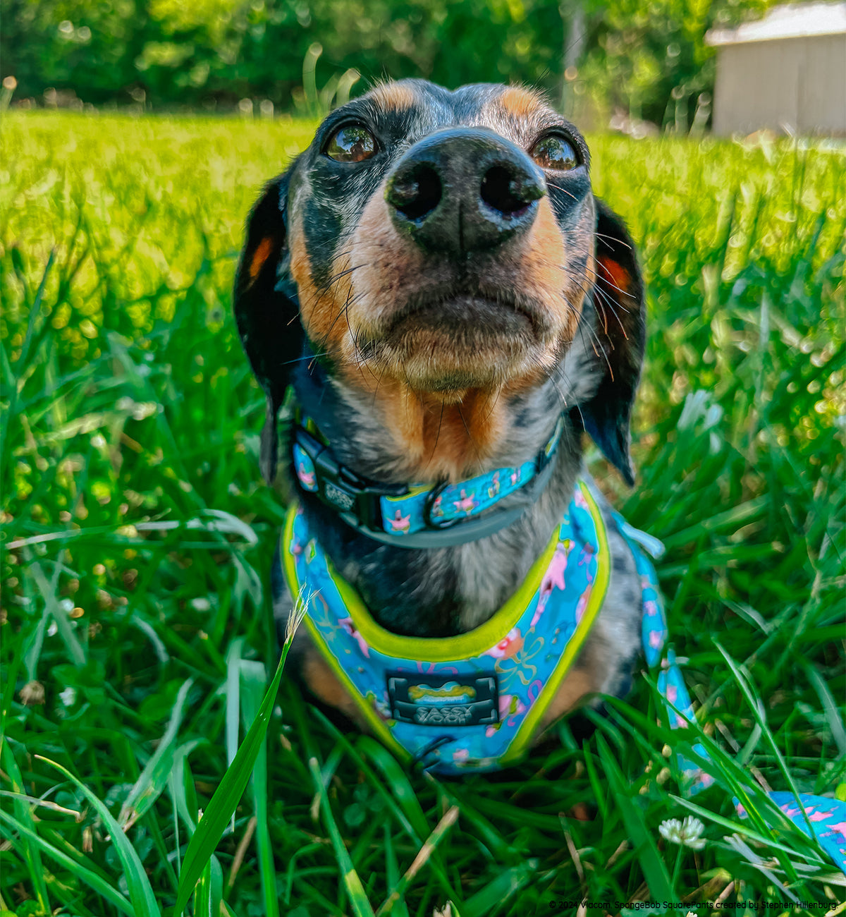 Dog Collar - SpongeBob SquarePants™ Jelly Fishin