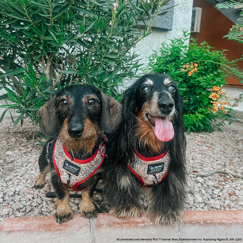 Dog Adjustable Harness - Harry Potter™ Marauders Map™