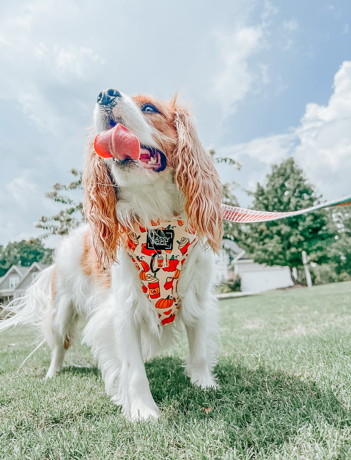 Dog Adjustable Harness - Pie There!